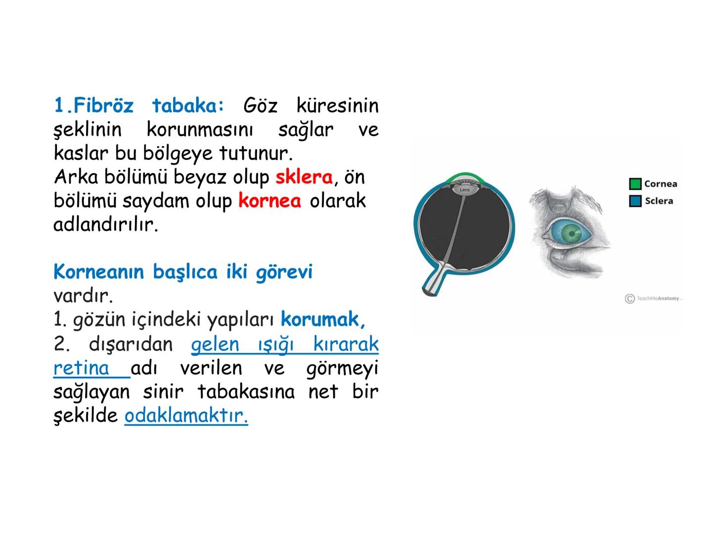 # BİYOFİZİĞE GİRİŞ
Doç. Dr. Nurten Bahtiyar Canlı varlıkların yapı ve işlevleri, tek bir disiplinin
içinden çıkamayacağı kadar karmaşıktır.