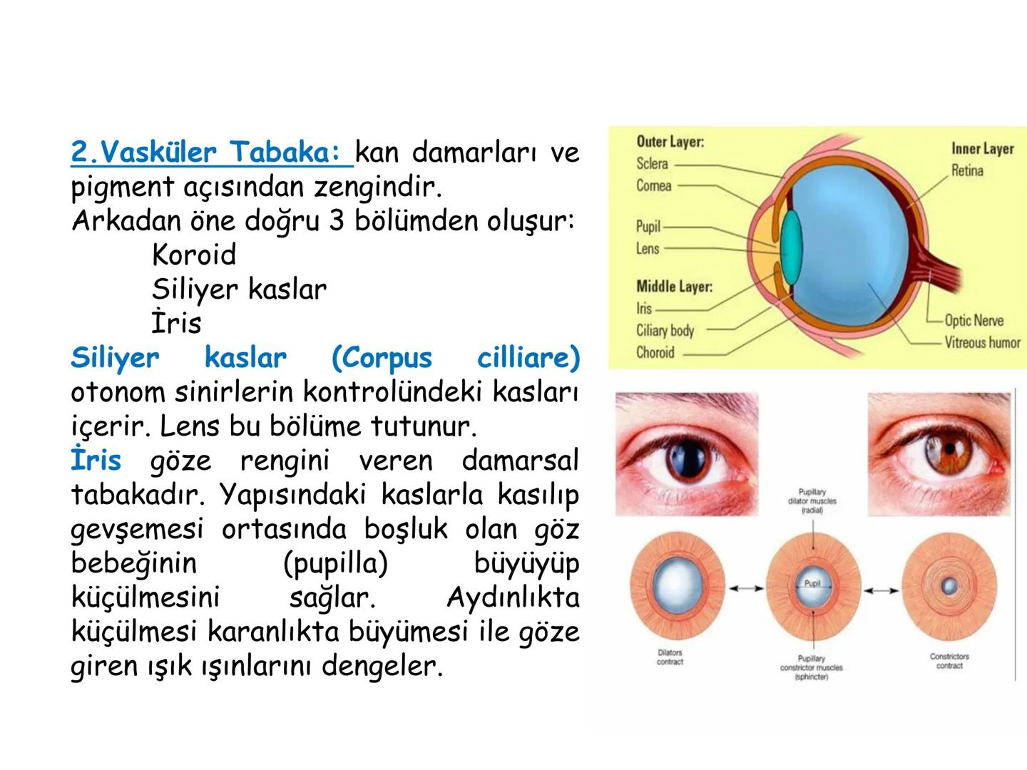# BİYOFİZİĞE GİRİŞ
Doç. Dr. Nurten Bahtiyar Canlı varlıkların yapı ve işlevleri, tek bir disiplinin
içinden çıkamayacağı kadar karmaşıktır.