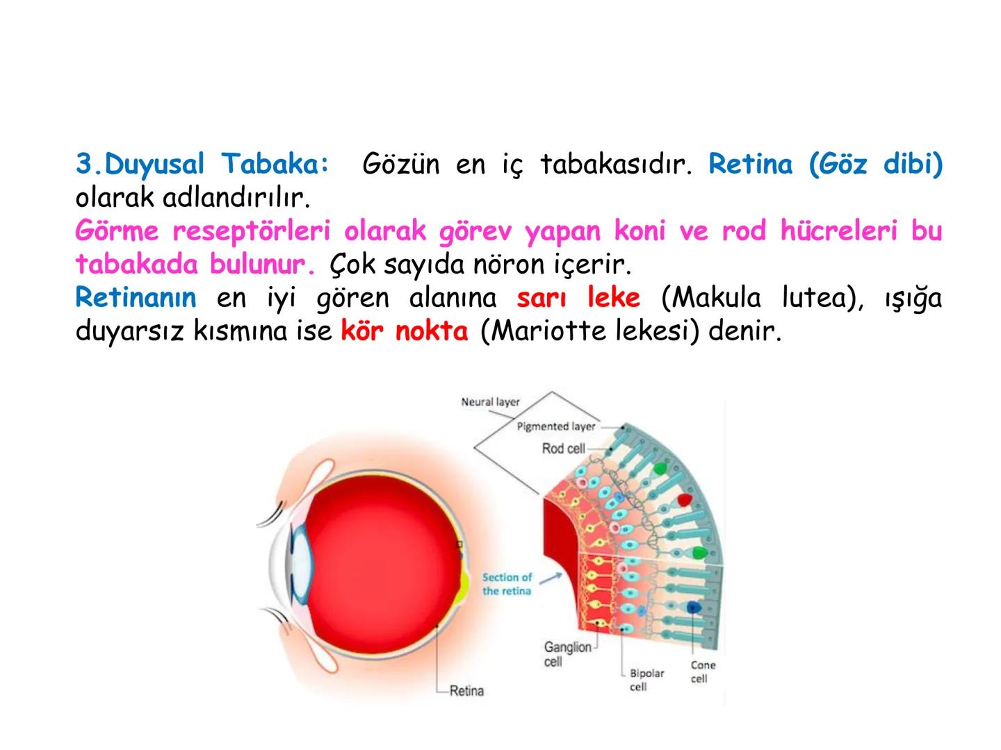 # BİYOFİZİĞE GİRİŞ
Doç. Dr. Nurten Bahtiyar Canlı varlıkların yapı ve işlevleri, tek bir disiplinin
içinden çıkamayacağı kadar karmaşıktır.