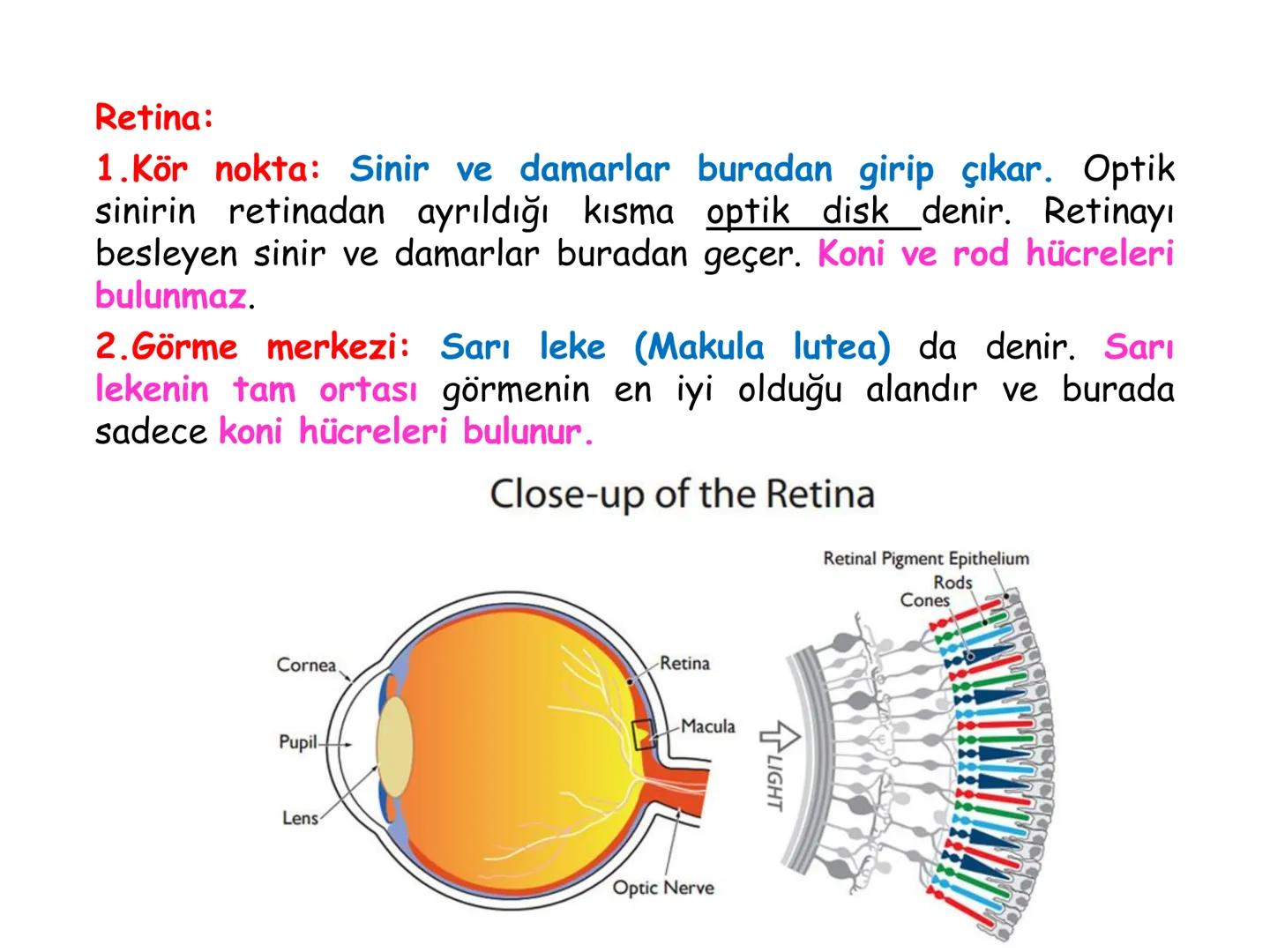 # BİYOFİZİĞE GİRİŞ
Doç. Dr. Nurten Bahtiyar Canlı varlıkların yapı ve işlevleri, tek bir disiplinin
içinden çıkamayacağı kadar karmaşıktır.
