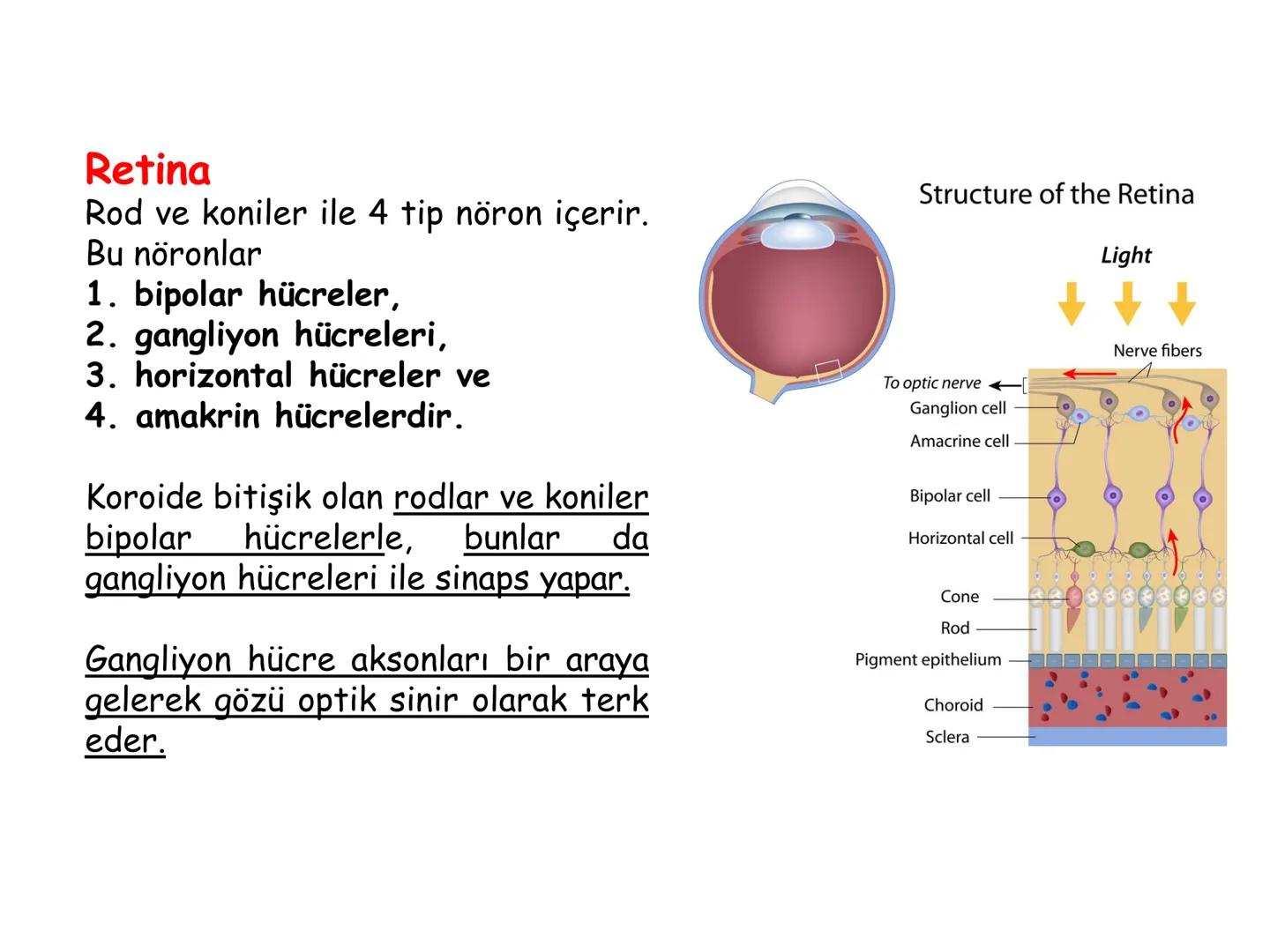 # BİYOFİZİĞE GİRİŞ
Doç. Dr. Nurten Bahtiyar Canlı varlıkların yapı ve işlevleri, tek bir disiplinin
içinden çıkamayacağı kadar karmaşıktır.