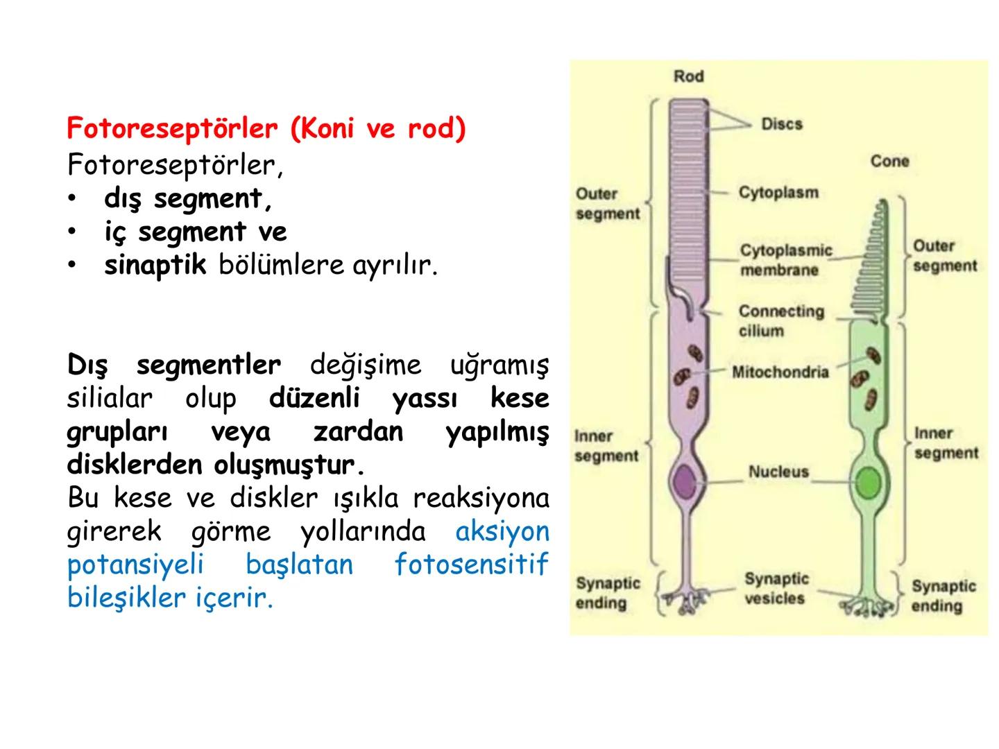 # BİYOFİZİĞE GİRİŞ
Doç. Dr. Nurten Bahtiyar Canlı varlıkların yapı ve işlevleri, tek bir disiplinin
içinden çıkamayacağı kadar karmaşıktır.