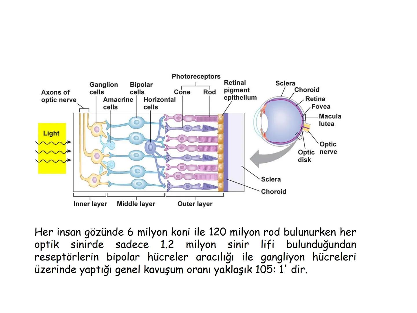 # BİYOFİZİĞE GİRİŞ
Doç. Dr. Nurten Bahtiyar Canlı varlıkların yapı ve işlevleri, tek bir disiplinin
içinden çıkamayacağı kadar karmaşıktır.