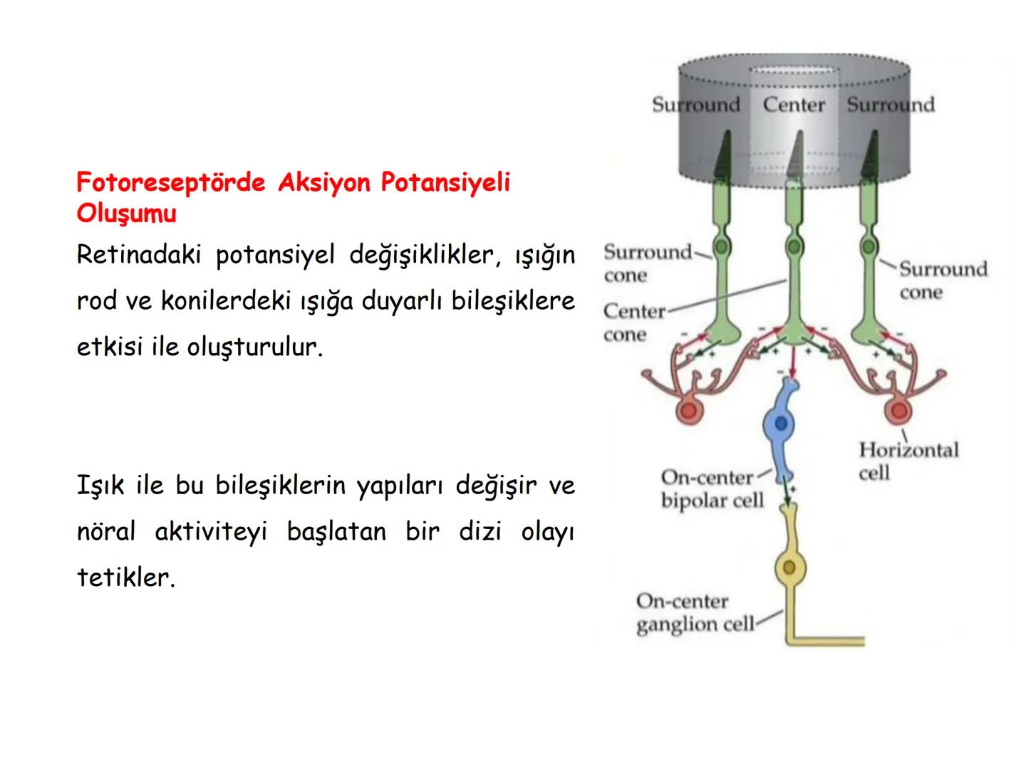 # BİYOFİZİĞE GİRİŞ
Doç. Dr. Nurten Bahtiyar Canlı varlıkların yapı ve işlevleri, tek bir disiplinin
içinden çıkamayacağı kadar karmaşıktır.