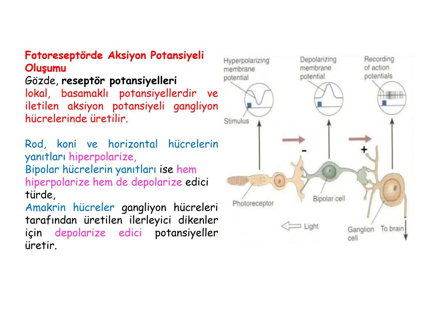 # BİYOFİZİĞE GİRİŞ
Doç. Dr. Nurten Bahtiyar Canlı varlıkların yapı ve işlevleri, tek bir disiplinin
içinden çıkamayacağı kadar karmaşıktır.