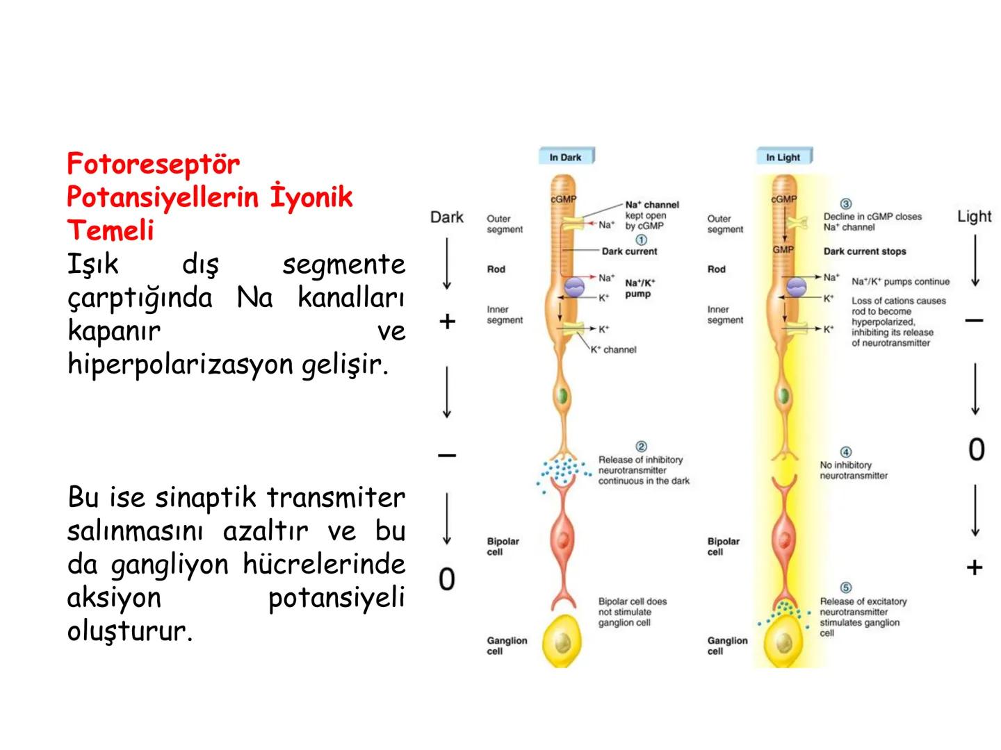 # BİYOFİZİĞE GİRİŞ
Doç. Dr. Nurten Bahtiyar Canlı varlıkların yapı ve işlevleri, tek bir disiplinin
içinden çıkamayacağı kadar karmaşıktır.