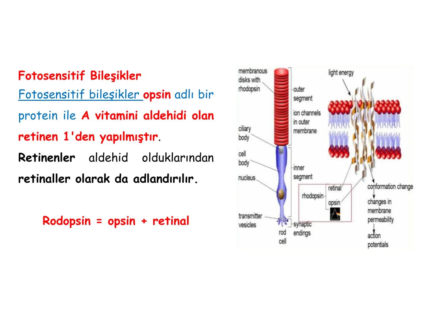 # BİYOFİZİĞE GİRİŞ
Doç. Dr. Nurten Bahtiyar Canlı varlıkların yapı ve işlevleri, tek bir disiplinin
içinden çıkamayacağı kadar karmaşıktır.