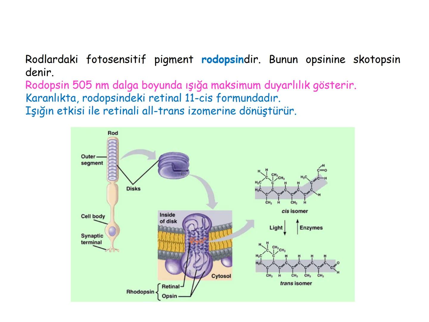 # BİYOFİZİĞE GİRİŞ
Doç. Dr. Nurten Bahtiyar Canlı varlıkların yapı ve işlevleri, tek bir disiplinin
içinden çıkamayacağı kadar karmaşıktır.