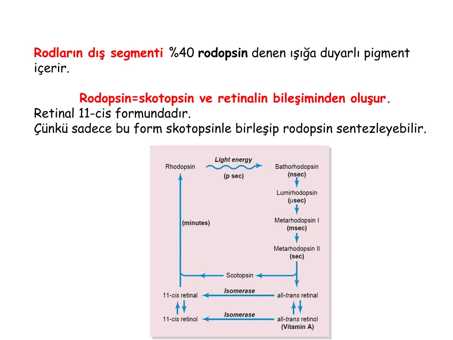 # BİYOFİZİĞE GİRİŞ
Doç. Dr. Nurten Bahtiyar Canlı varlıkların yapı ve işlevleri, tek bir disiplinin
içinden çıkamayacağı kadar karmaşıktır.