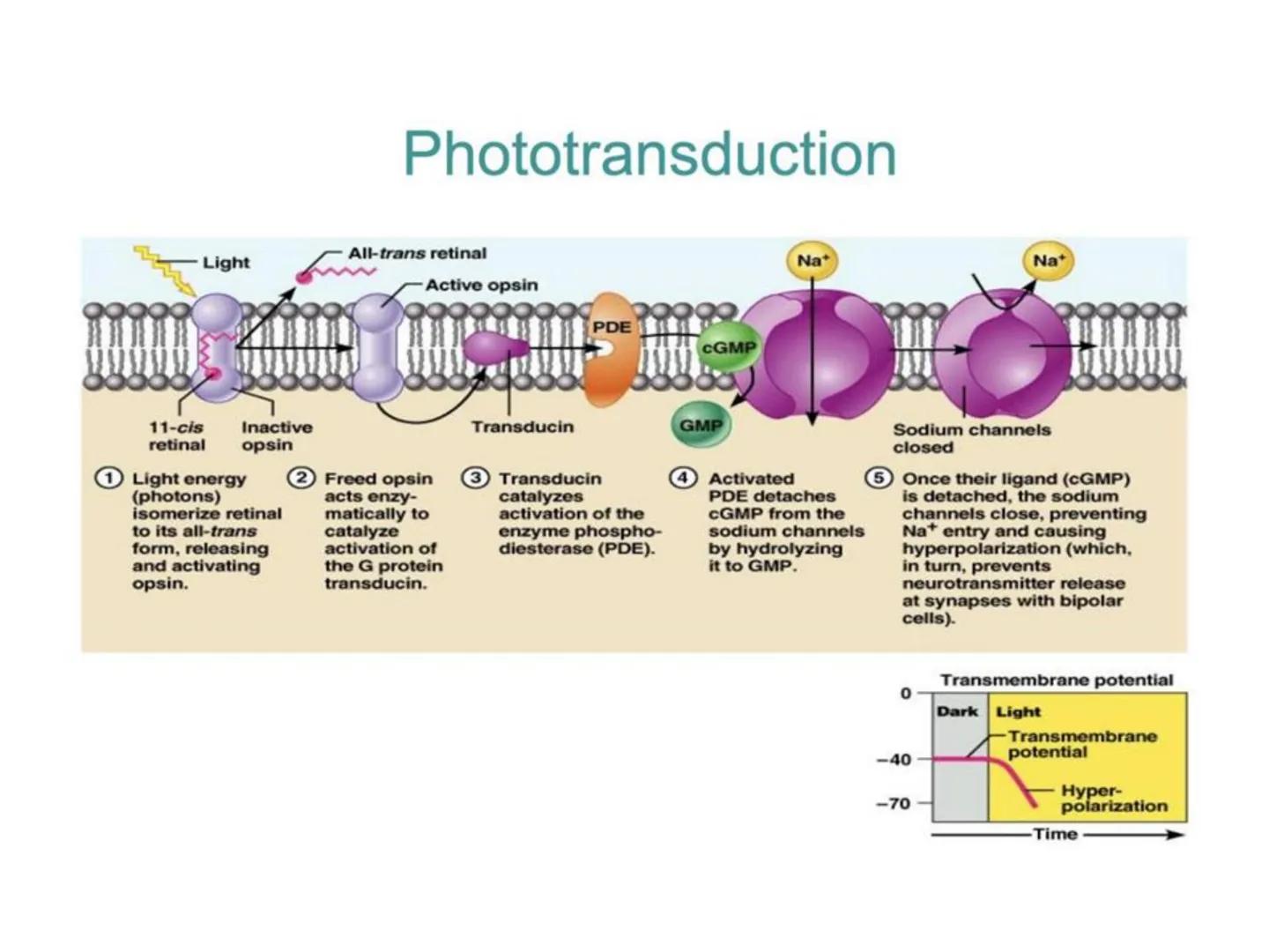 # BİYOFİZİĞE GİRİŞ
Doç. Dr. Nurten Bahtiyar Canlı varlıkların yapı ve işlevleri, tek bir disiplinin
içinden çıkamayacağı kadar karmaşıktır.
