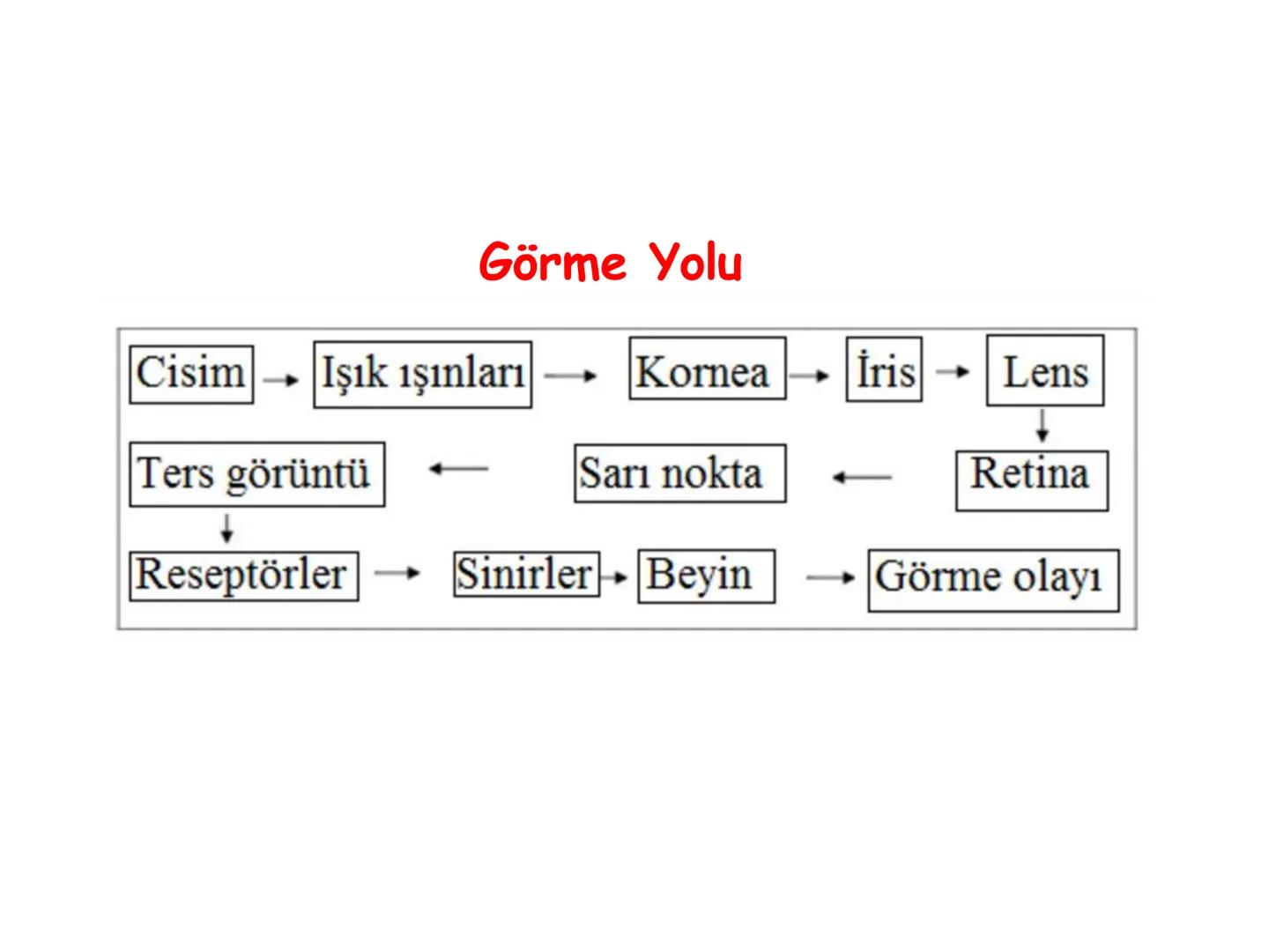 # BİYOFİZİĞE GİRİŞ
Doç. Dr. Nurten Bahtiyar Canlı varlıkların yapı ve işlevleri, tek bir disiplinin
içinden çıkamayacağı kadar karmaşıktır.