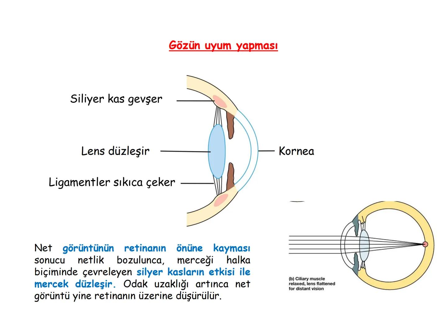 # BİYOFİZİĞE GİRİŞ
Doç. Dr. Nurten Bahtiyar Canlı varlıkların yapı ve işlevleri, tek bir disiplinin
içinden çıkamayacağı kadar karmaşıktır.