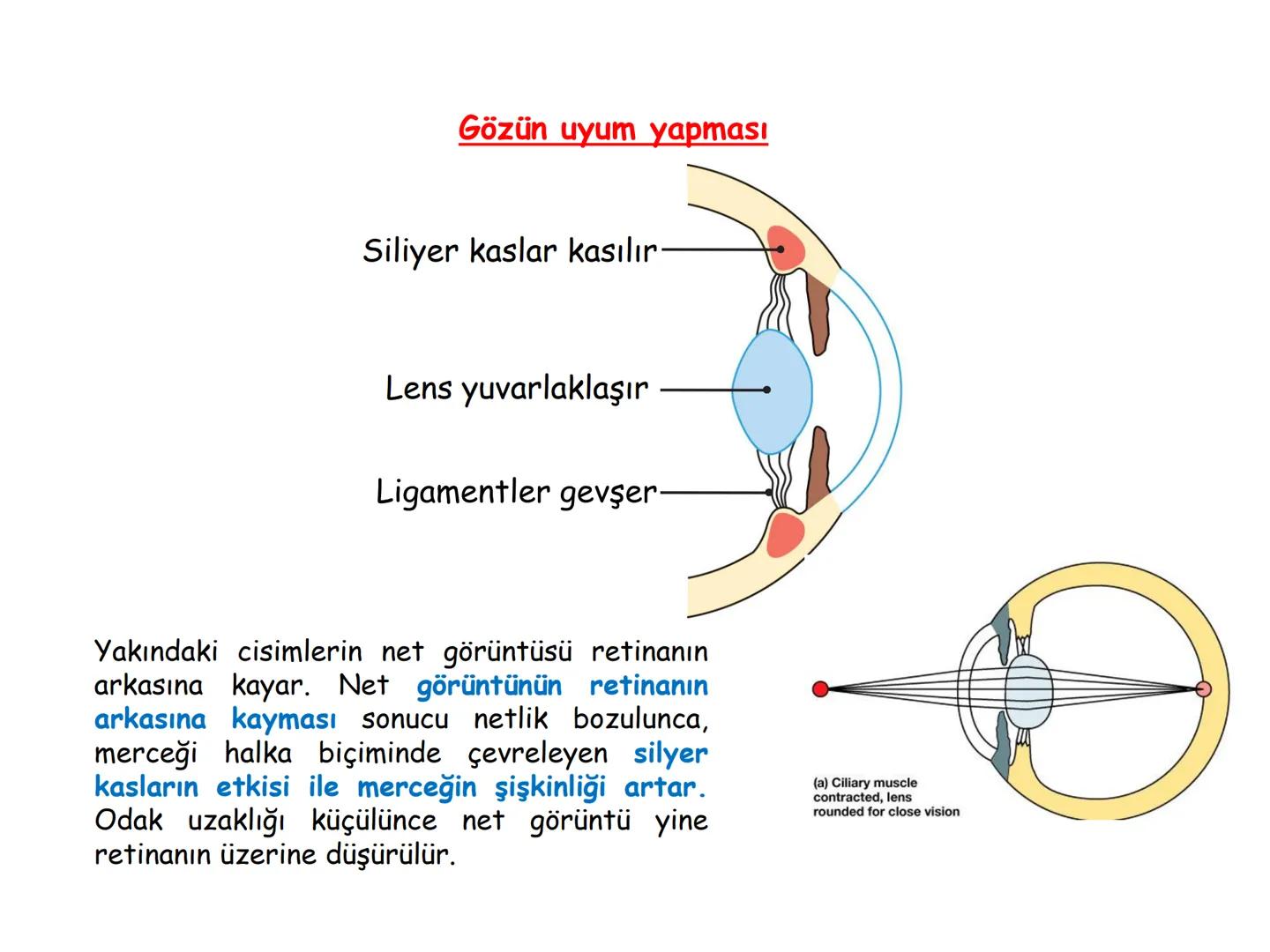 # BİYOFİZİĞE GİRİŞ
Doç. Dr. Nurten Bahtiyar Canlı varlıkların yapı ve işlevleri, tek bir disiplinin
içinden çıkamayacağı kadar karmaşıktır.