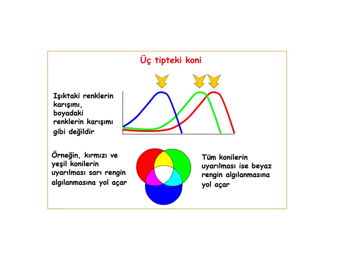 # BİYOFİZİĞE GİRİŞ
Doç. Dr. Nurten Bahtiyar Canlı varlıkların yapı ve işlevleri, tek bir disiplinin
içinden çıkamayacağı kadar karmaşıktır.