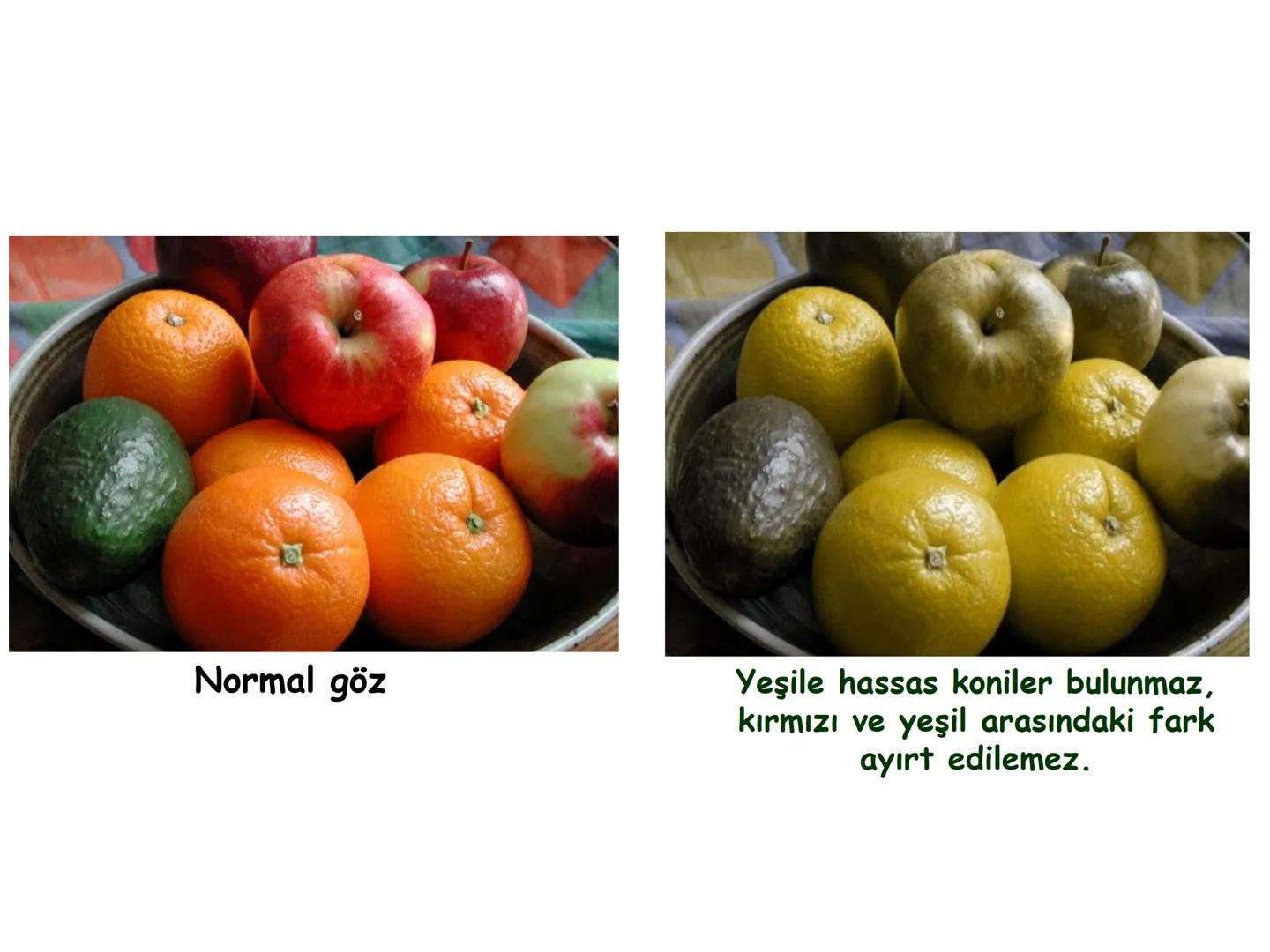 # BİYOFİZİĞE GİRİŞ
Doç. Dr. Nurten Bahtiyar Canlı varlıkların yapı ve işlevleri, tek bir disiplinin
içinden çıkamayacağı kadar karmaşıktır.