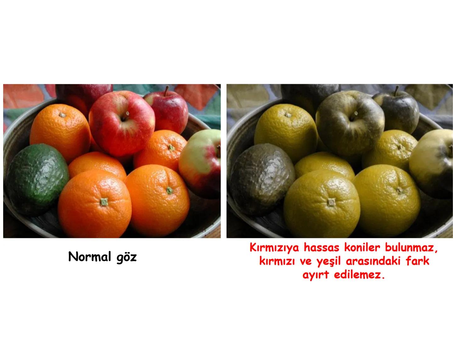 # BİYOFİZİĞE GİRİŞ
Doç. Dr. Nurten Bahtiyar Canlı varlıkların yapı ve işlevleri, tek bir disiplinin
içinden çıkamayacağı kadar karmaşıktır.