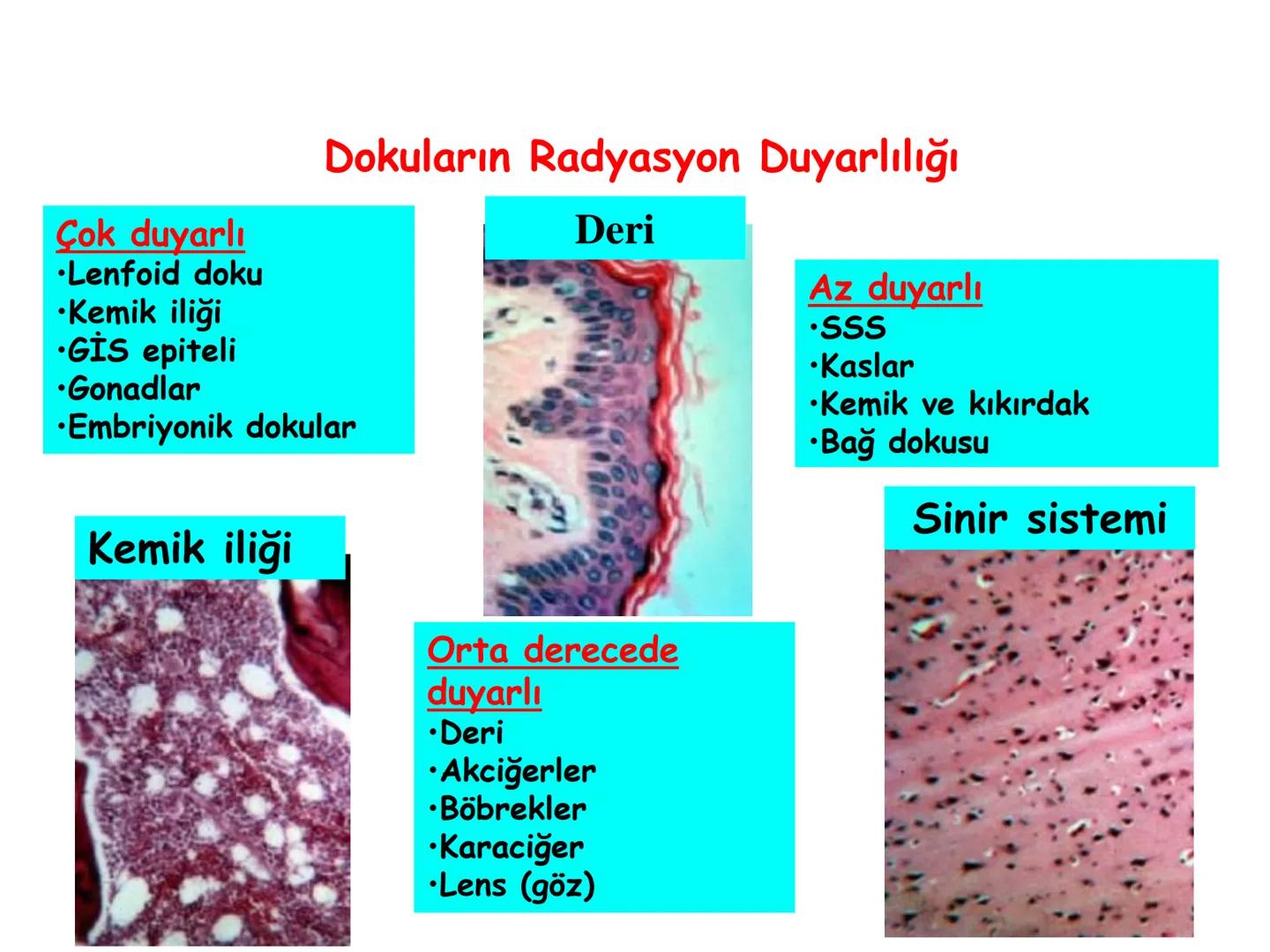 # BİYOFİZİĞE GİRİŞ
Doç. Dr. Nurten Bahtiyar Canlı varlıkların yapı ve işlevleri, tek bir disiplinin
içinden çıkamayacağı kadar karmaşıktır.