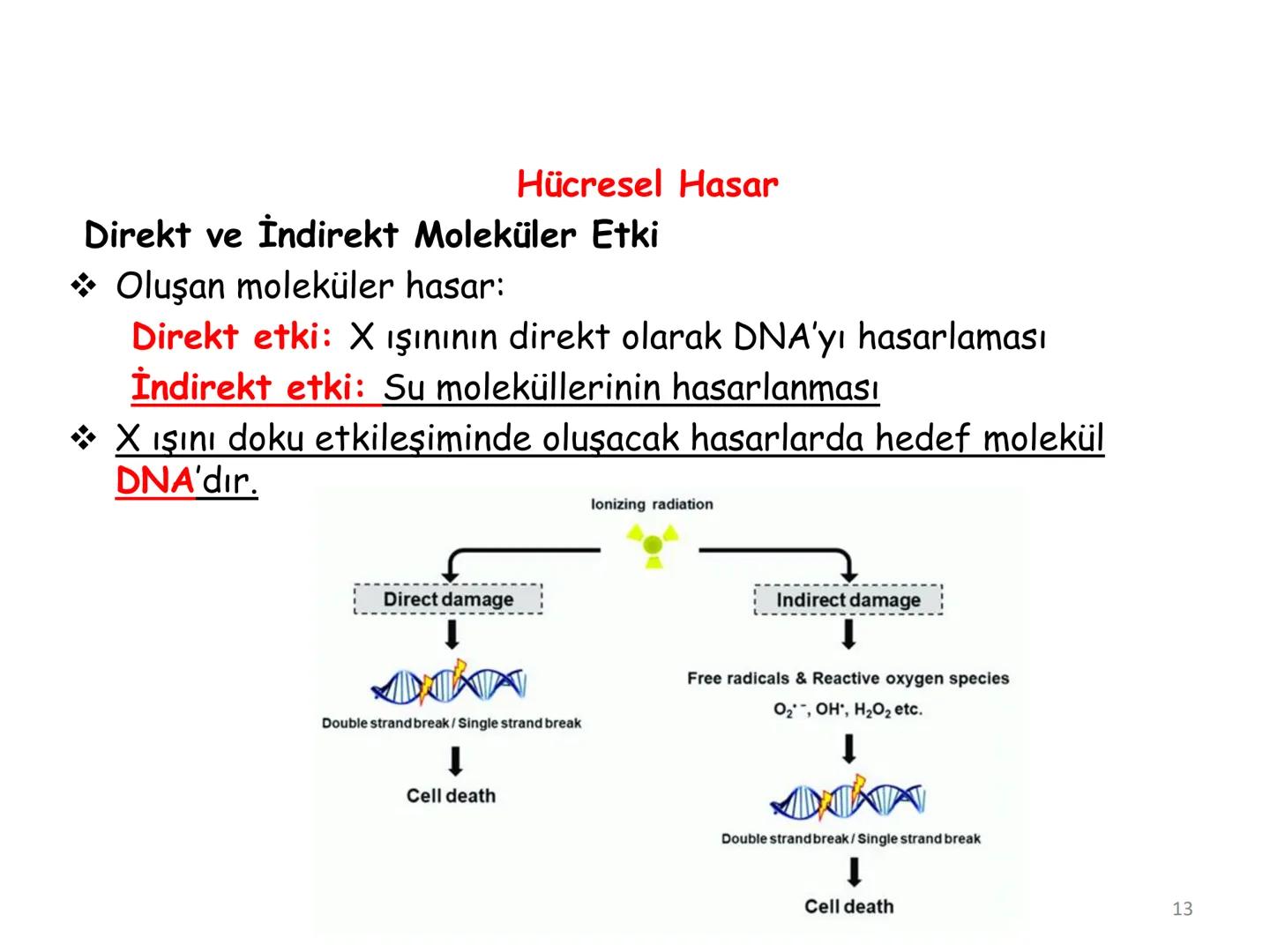# BİYOFİZİĞE GİRİŞ
Doç. Dr. Nurten Bahtiyar Canlı varlıkların yapı ve işlevleri, tek bir disiplinin
içinden çıkamayacağı kadar karmaşıktır.