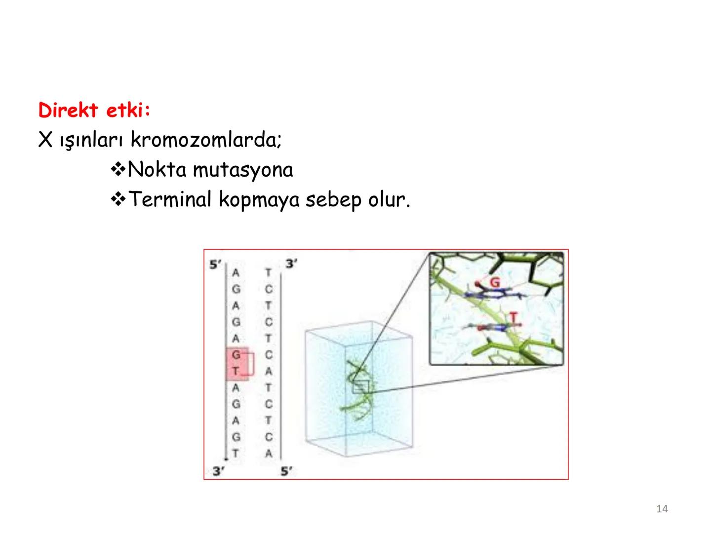 # BİYOFİZİĞE GİRİŞ
Doç. Dr. Nurten Bahtiyar Canlı varlıkların yapı ve işlevleri, tek bir disiplinin
içinden çıkamayacağı kadar karmaşıktır.