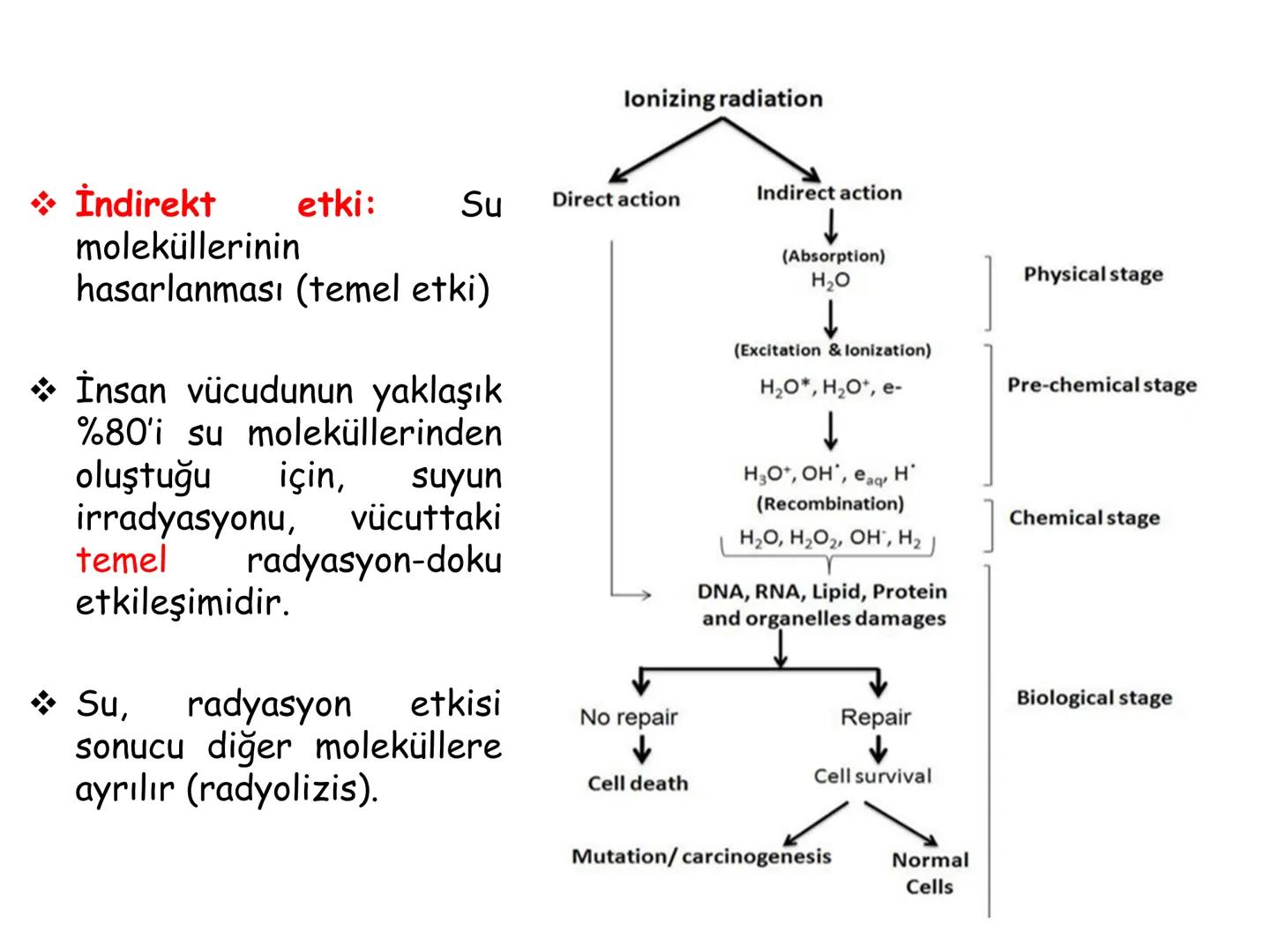 # BİYOFİZİĞE GİRİŞ
Doç. Dr. Nurten Bahtiyar Canlı varlıkların yapı ve işlevleri, tek bir disiplinin
içinden çıkamayacağı kadar karmaşıktır.