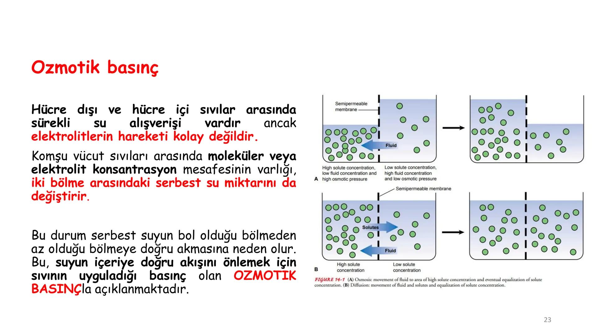 # BİYOFİZİĞE GİRİŞ
Doç. Dr. Nurten Bahtiyar Canlı varlıkların yapı ve işlevleri, tek bir disiplinin
içinden çıkamayacağı kadar karmaşıktır.