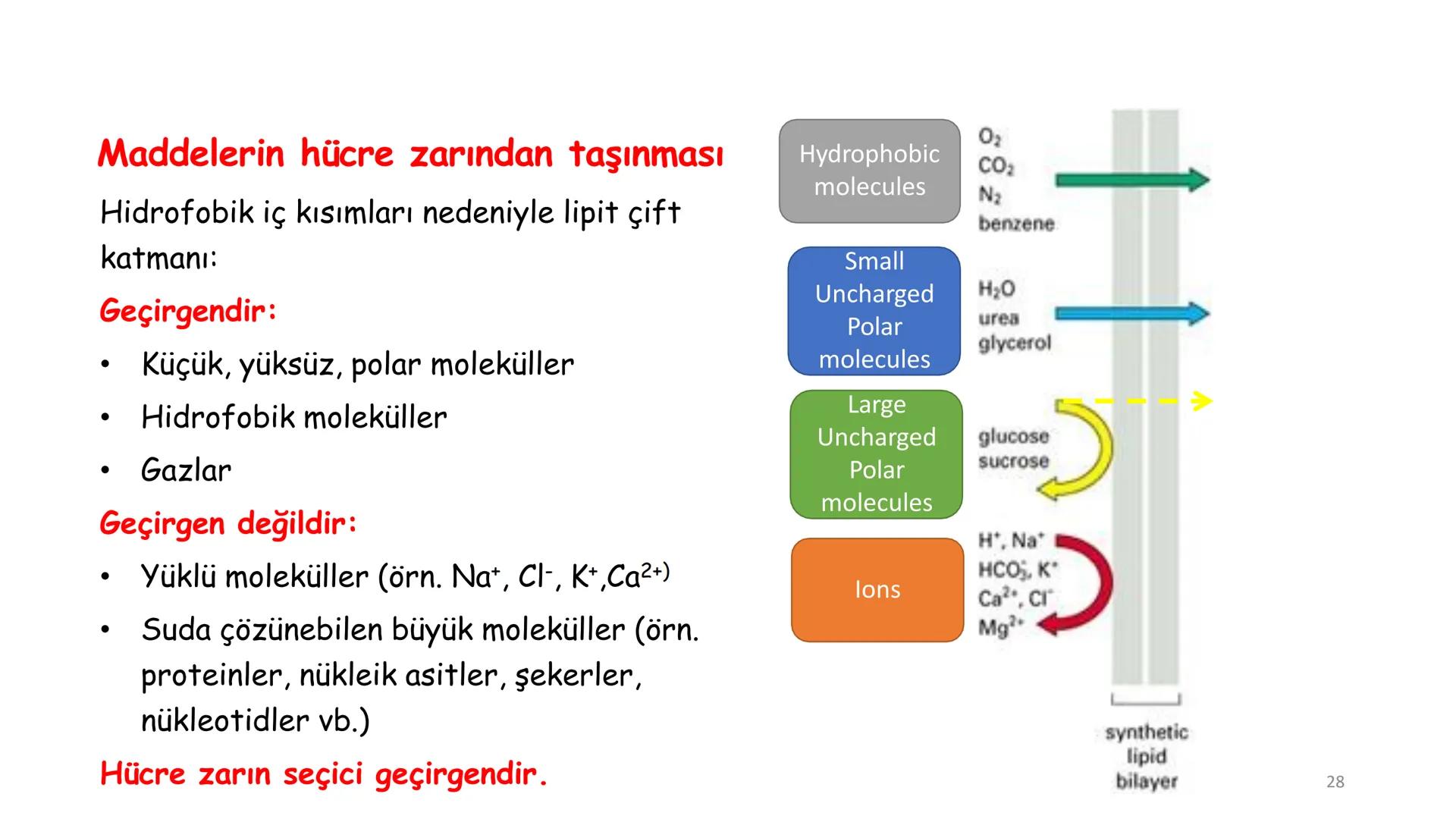 # BİYOFİZİĞE GİRİŞ
Doç. Dr. Nurten Bahtiyar Canlı varlıkların yapı ve işlevleri, tek bir disiplinin
içinden çıkamayacağı kadar karmaşıktır.