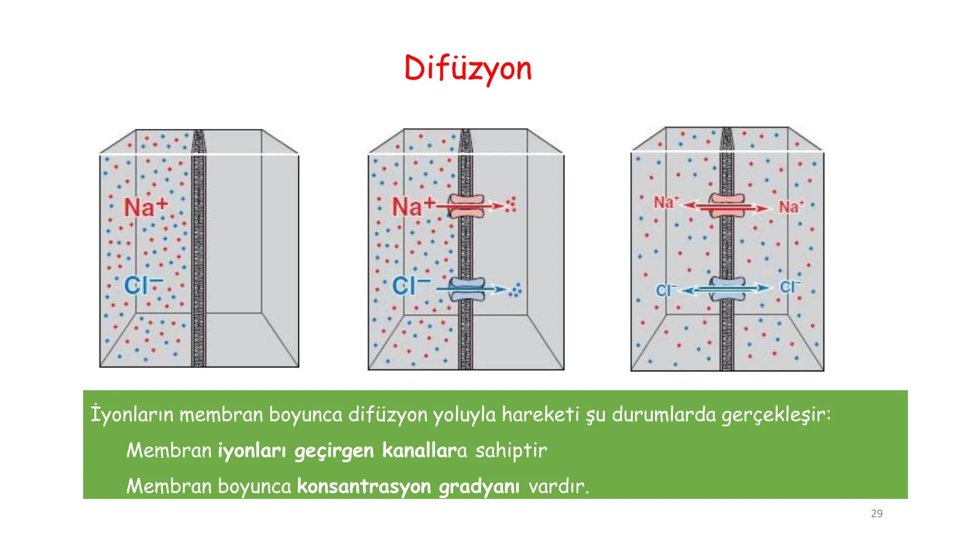 # BİYOFİZİĞE GİRİŞ
Doç. Dr. Nurten Bahtiyar Canlı varlıkların yapı ve işlevleri, tek bir disiplinin
içinden çıkamayacağı kadar karmaşıktır.