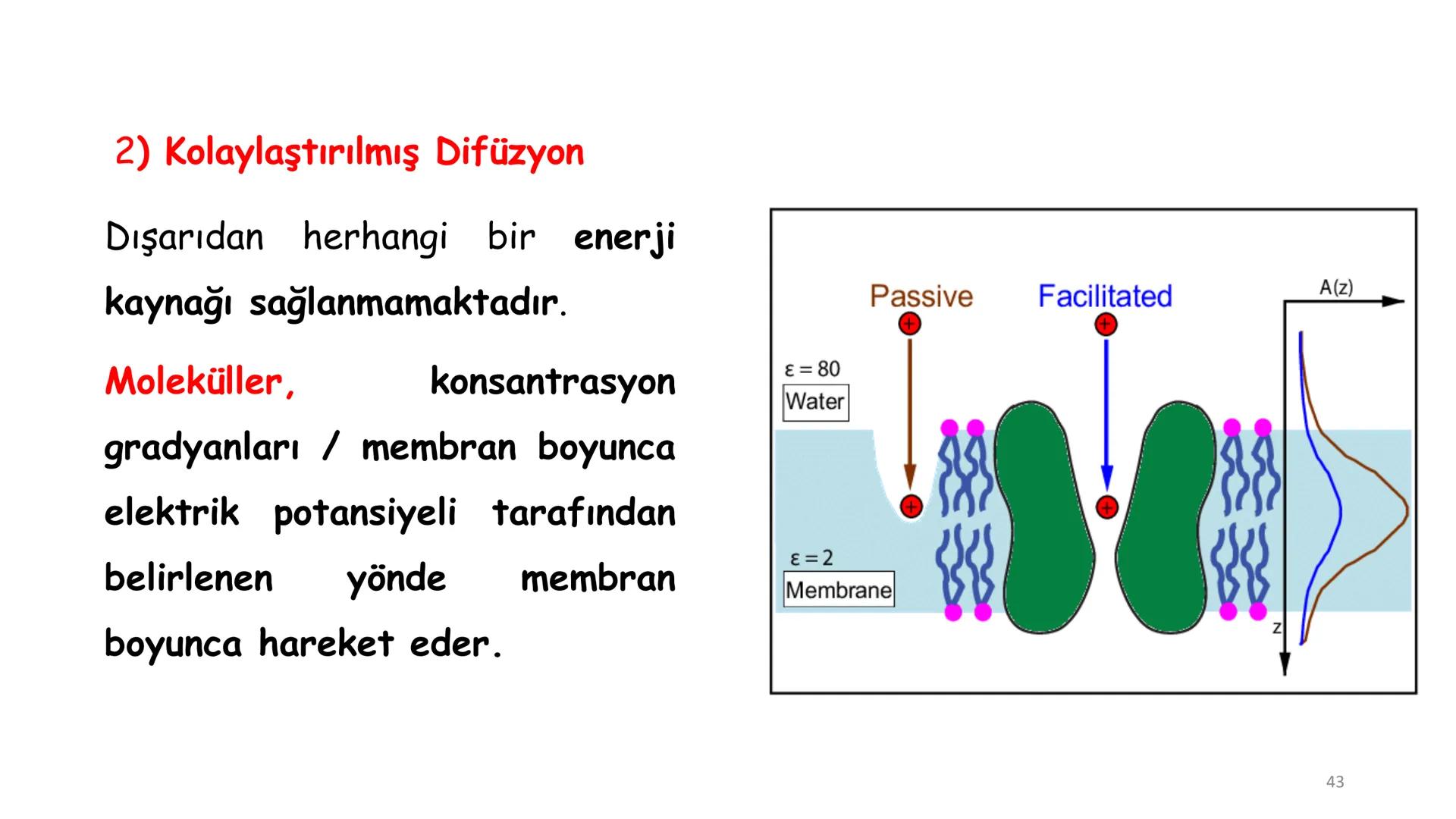 # BİYOFİZİĞE GİRİŞ
Doç. Dr. Nurten Bahtiyar Canlı varlıkların yapı ve işlevleri, tek bir disiplinin
içinden çıkamayacağı kadar karmaşıktır.