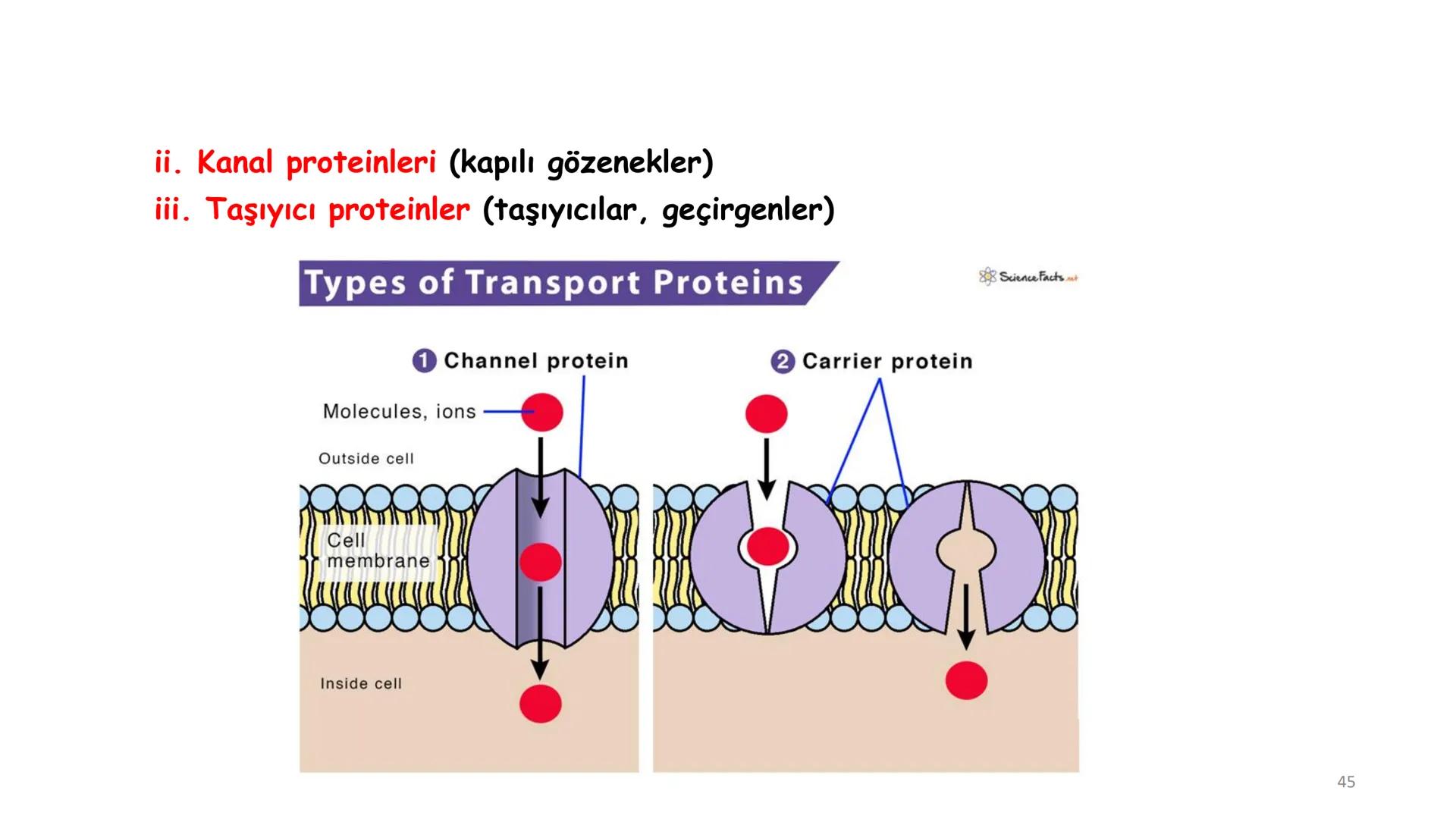 # BİYOFİZİĞE GİRİŞ
Doç. Dr. Nurten Bahtiyar Canlı varlıkların yapı ve işlevleri, tek bir disiplinin
içinden çıkamayacağı kadar karmaşıktır.