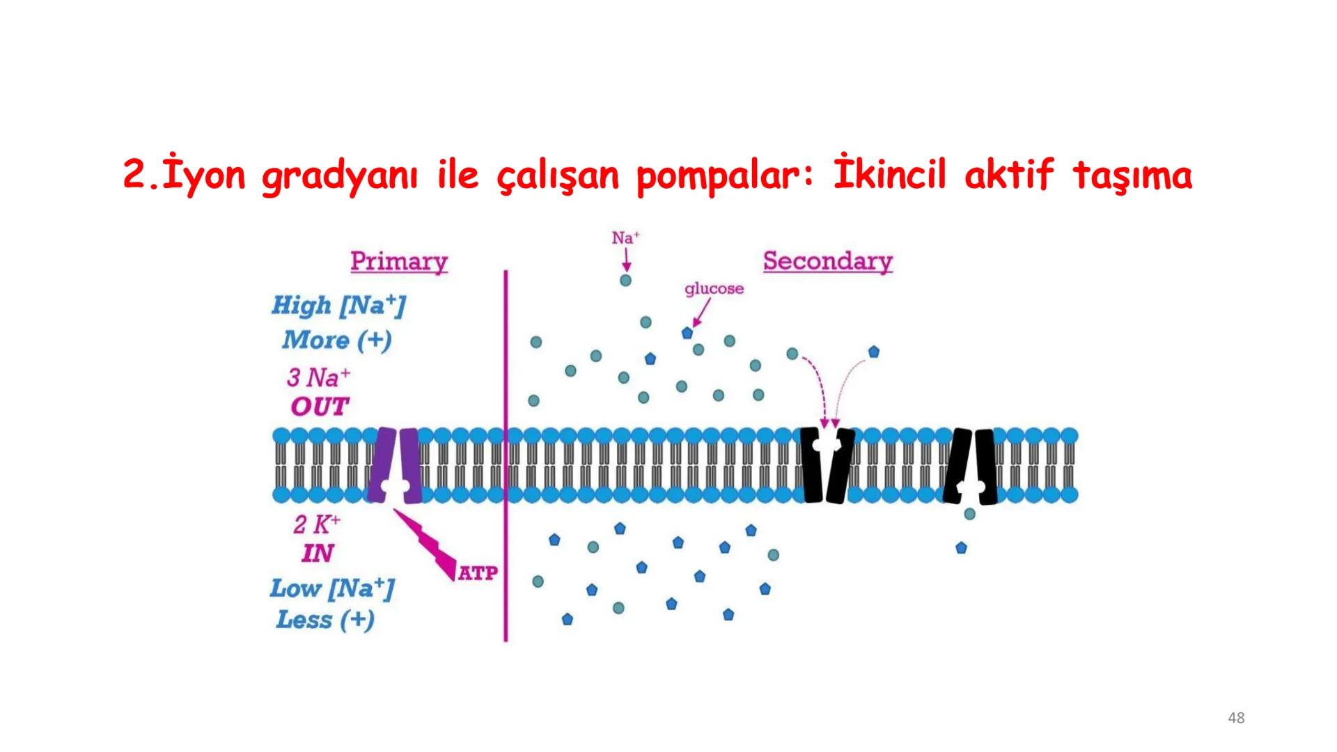 # BİYOFİZİĞE GİRİŞ
Doç. Dr. Nurten Bahtiyar Canlı varlıkların yapı ve işlevleri, tek bir disiplinin
içinden çıkamayacağı kadar karmaşıktır.