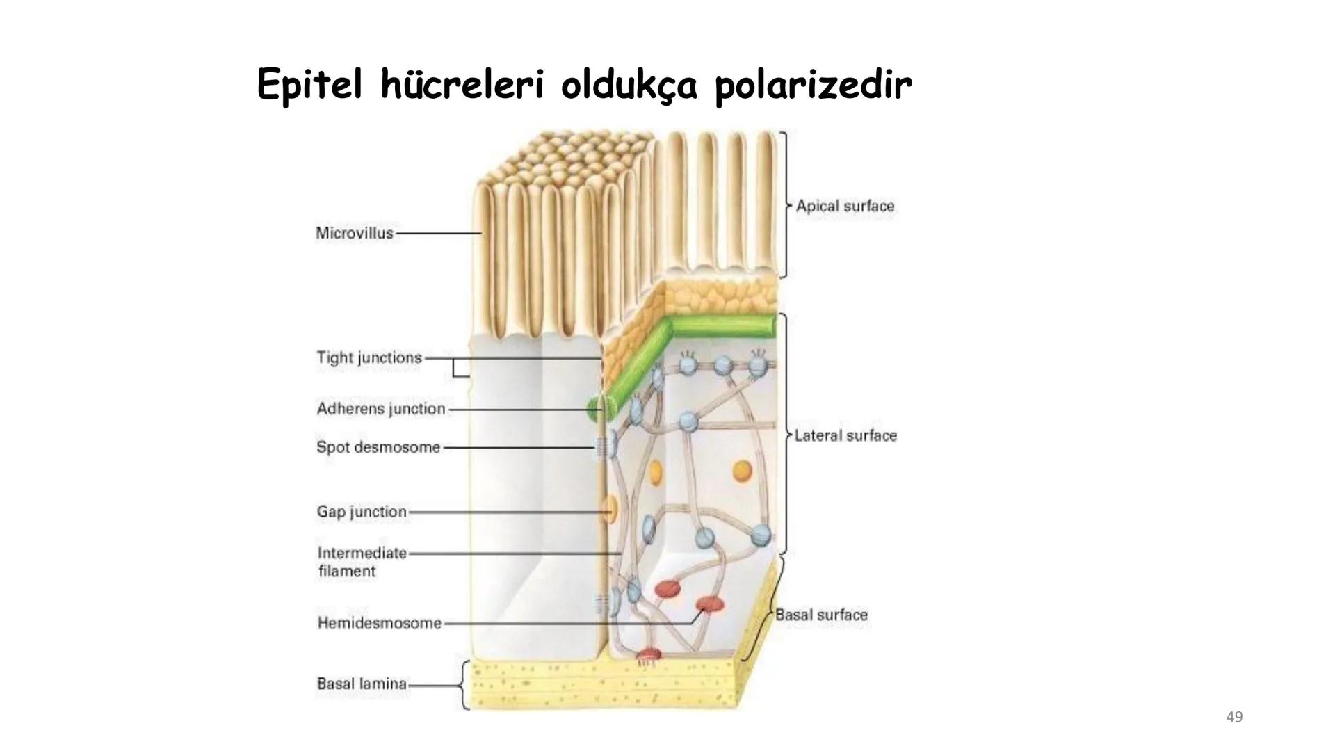 # BİYOFİZİĞE GİRİŞ
Doç. Dr. Nurten Bahtiyar Canlı varlıkların yapı ve işlevleri, tek bir disiplinin
içinden çıkamayacağı kadar karmaşıktır.