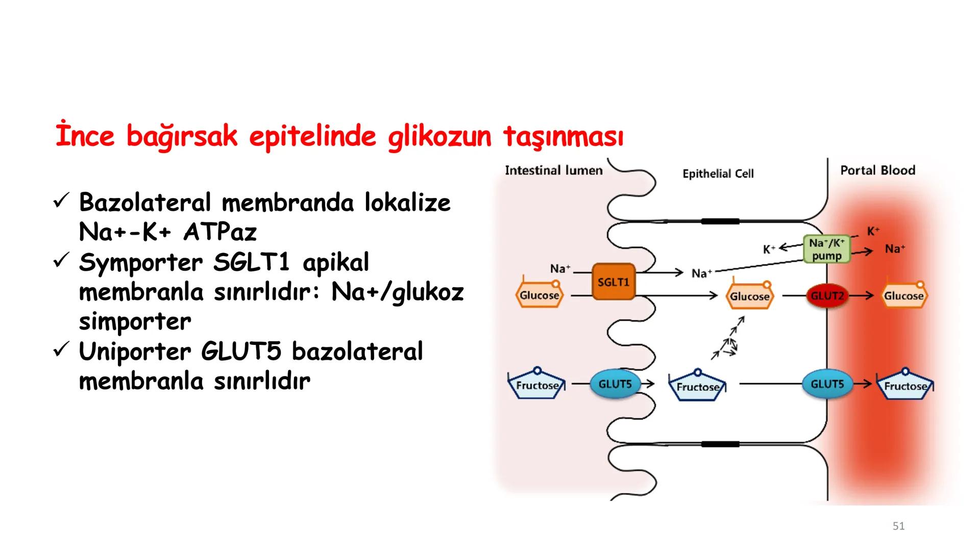 # BİYOFİZİĞE GİRİŞ
Doç. Dr. Nurten Bahtiyar Canlı varlıkların yapı ve işlevleri, tek bir disiplinin
içinden çıkamayacağı kadar karmaşıktır.