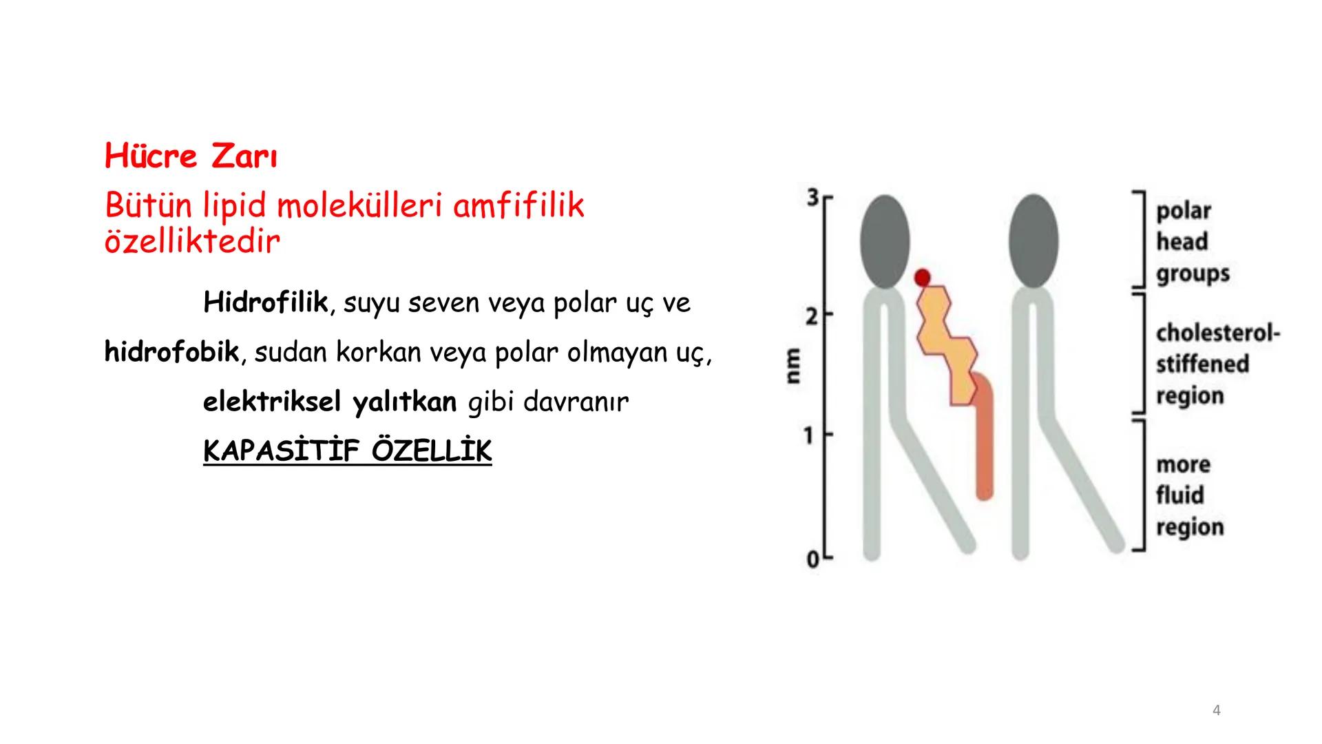 # BİYOFİZİĞE GİRİŞ
Doç. Dr. Nurten Bahtiyar Canlı varlıkların yapı ve işlevleri, tek bir disiplinin
içinden çıkamayacağı kadar karmaşıktır.