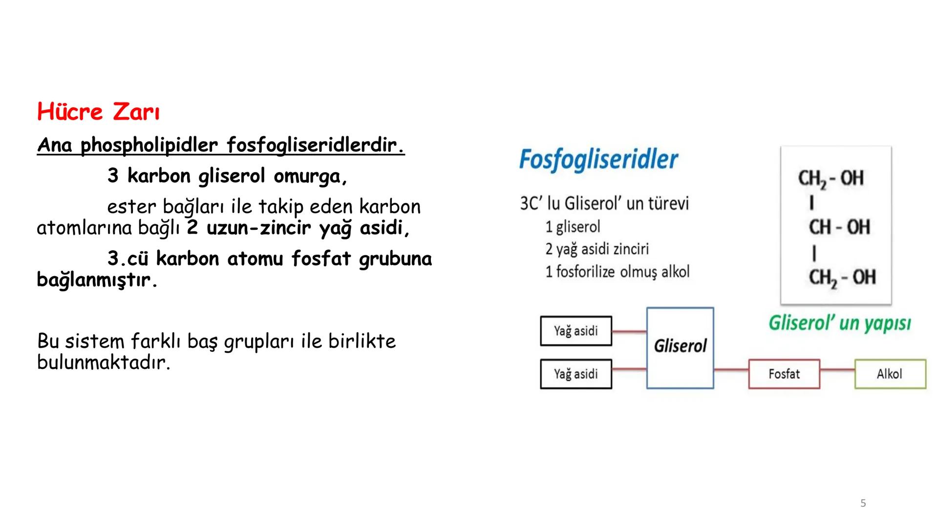 # BİYOFİZİĞE GİRİŞ
Doç. Dr. Nurten Bahtiyar Canlı varlıkların yapı ve işlevleri, tek bir disiplinin
içinden çıkamayacağı kadar karmaşıktır.
