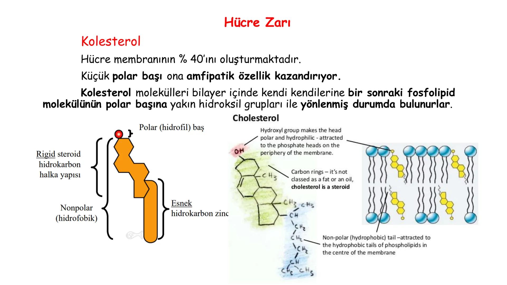 # BİYOFİZİĞE GİRİŞ
Doç. Dr. Nurten Bahtiyar Canlı varlıkların yapı ve işlevleri, tek bir disiplinin
içinden çıkamayacağı kadar karmaşıktır.