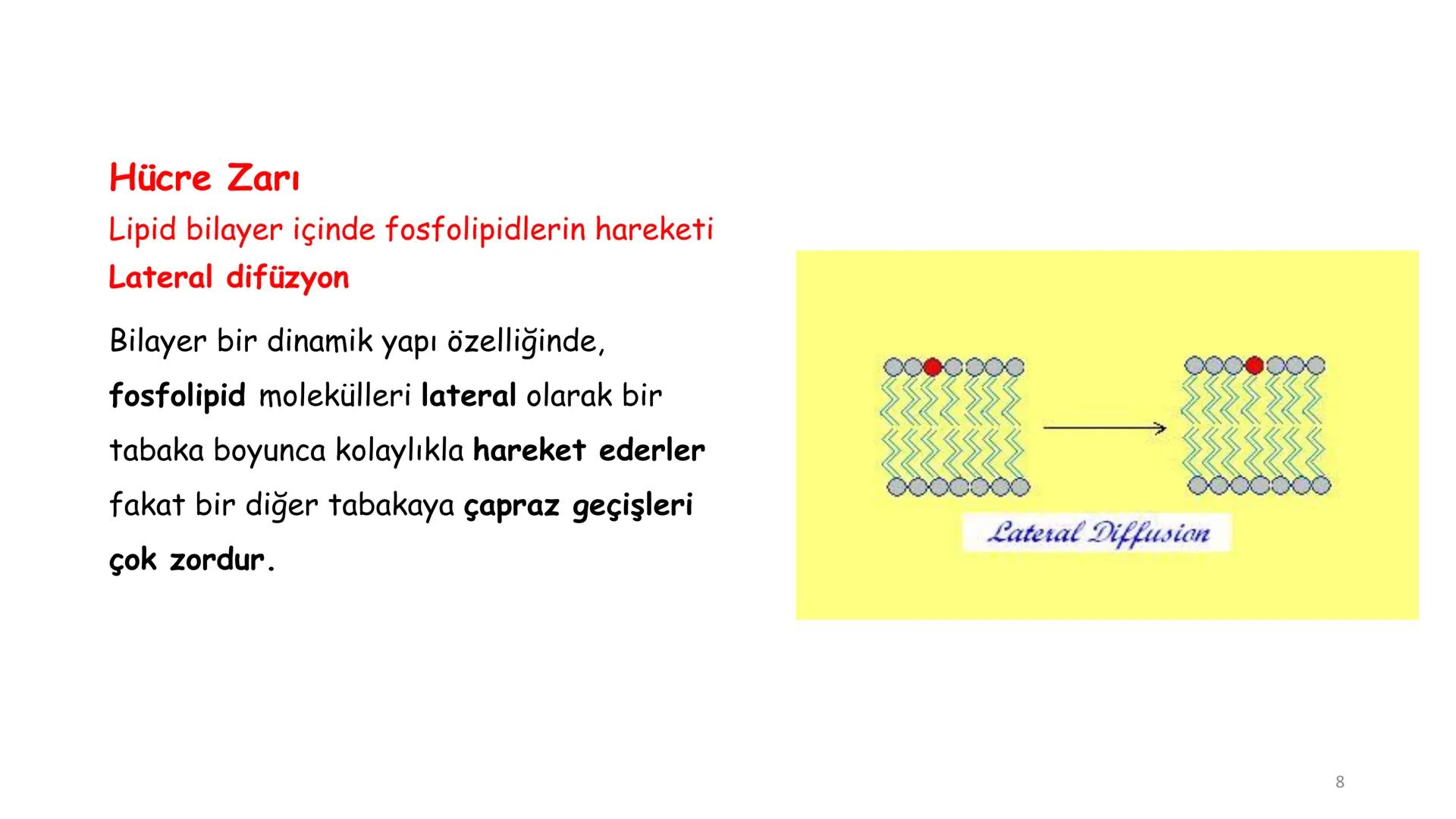 # BİYOFİZİĞE GİRİŞ
Doç. Dr. Nurten Bahtiyar Canlı varlıkların yapı ve işlevleri, tek bir disiplinin
içinden çıkamayacağı kadar karmaşıktır.