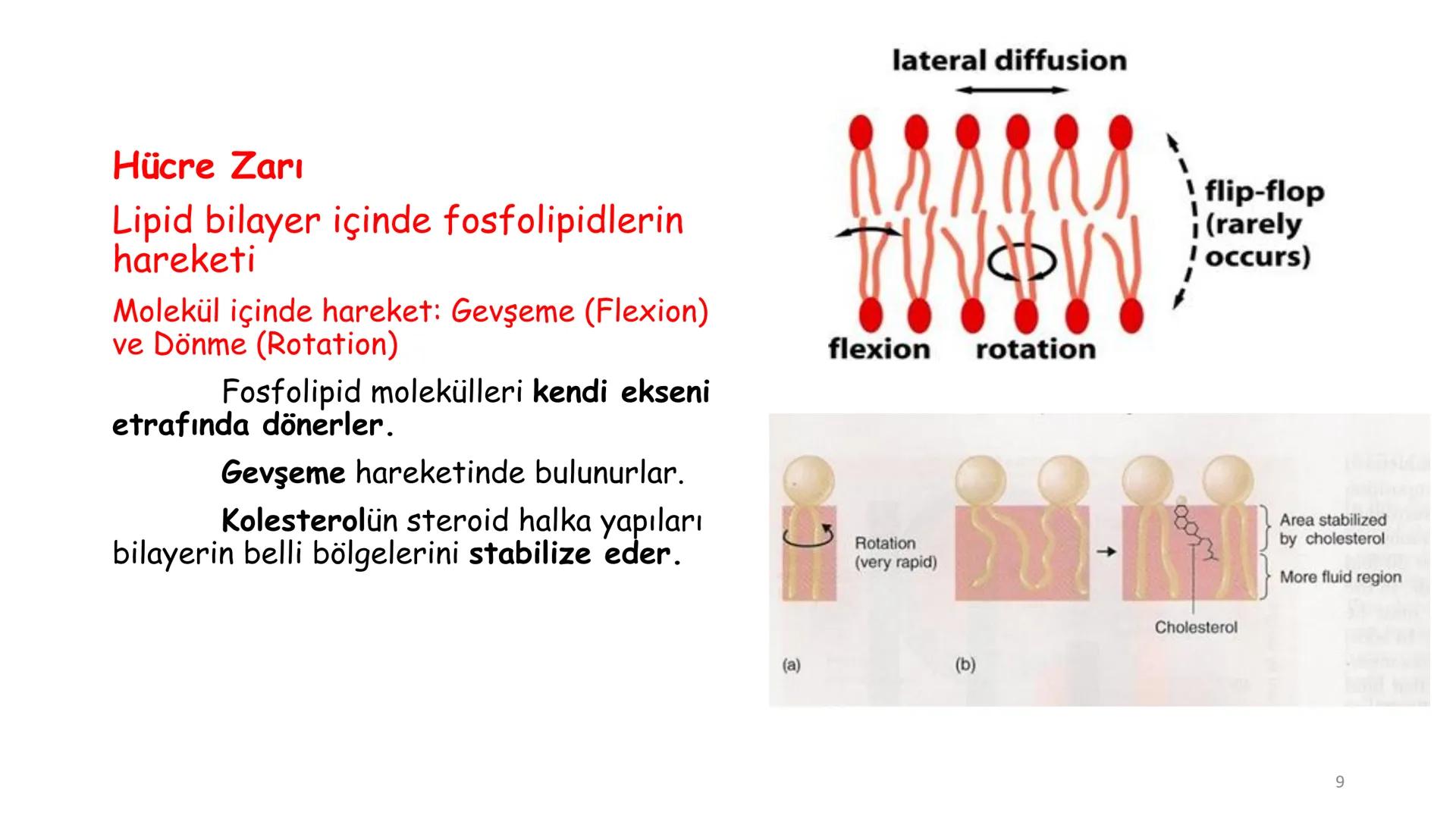 # BİYOFİZİĞE GİRİŞ
Doç. Dr. Nurten Bahtiyar Canlı varlıkların yapı ve işlevleri, tek bir disiplinin
içinden çıkamayacağı kadar karmaşıktır.