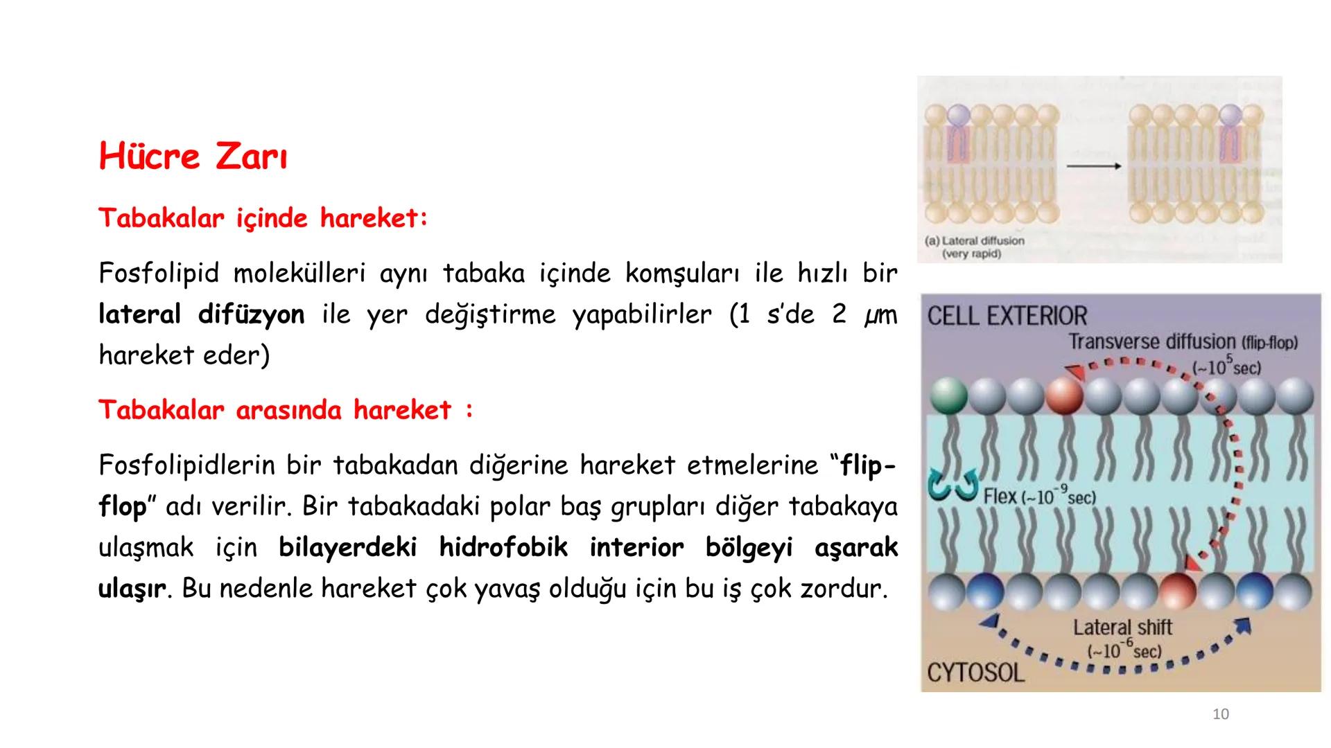 # BİYOFİZİĞE GİRİŞ
Doç. Dr. Nurten Bahtiyar Canlı varlıkların yapı ve işlevleri, tek bir disiplinin
içinden çıkamayacağı kadar karmaşıktır.
