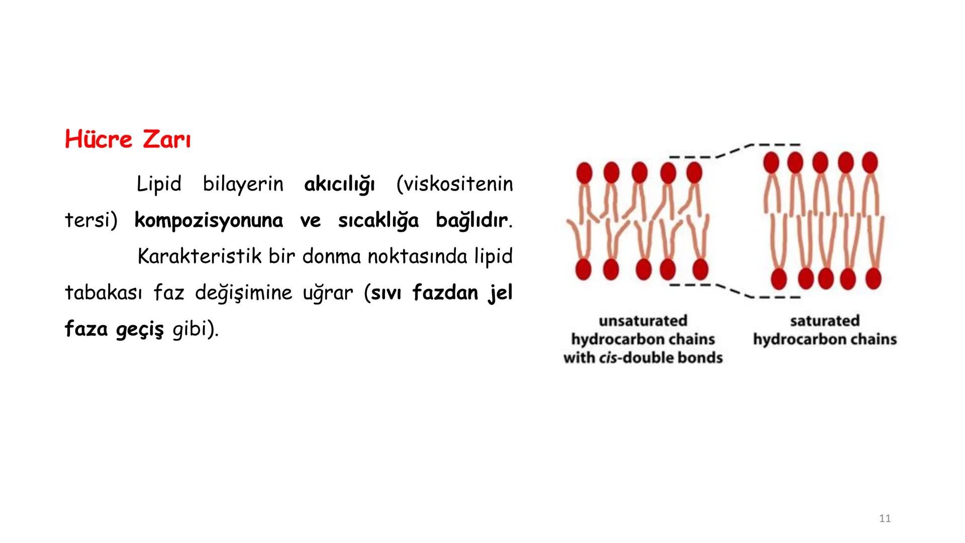 # BİYOFİZİĞE GİRİŞ
Doç. Dr. Nurten Bahtiyar Canlı varlıkların yapı ve işlevleri, tek bir disiplinin
içinden çıkamayacağı kadar karmaşıktır.