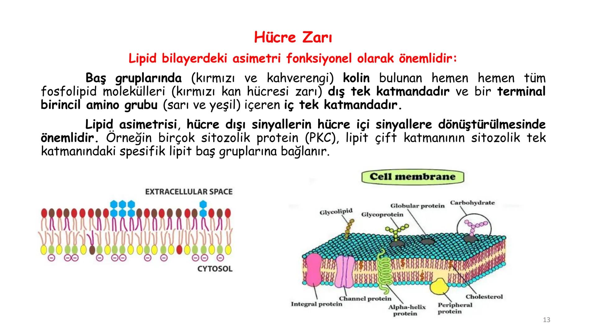 # BİYOFİZİĞE GİRİŞ
Doç. Dr. Nurten Bahtiyar Canlı varlıkların yapı ve işlevleri, tek bir disiplinin
içinden çıkamayacağı kadar karmaşıktır.
