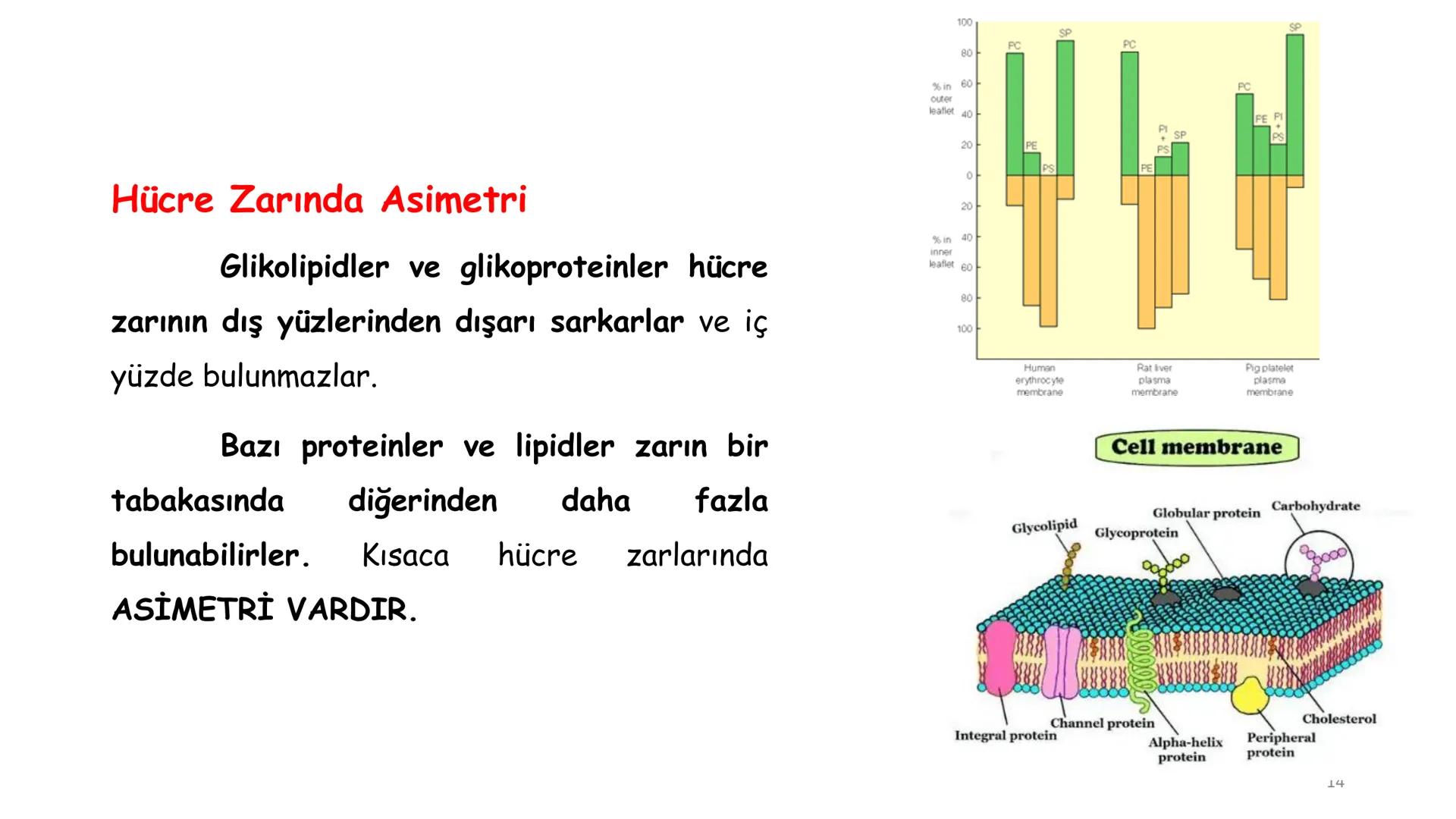# BİYOFİZİĞE GİRİŞ
Doç. Dr. Nurten Bahtiyar Canlı varlıkların yapı ve işlevleri, tek bir disiplinin
içinden çıkamayacağı kadar karmaşıktır.