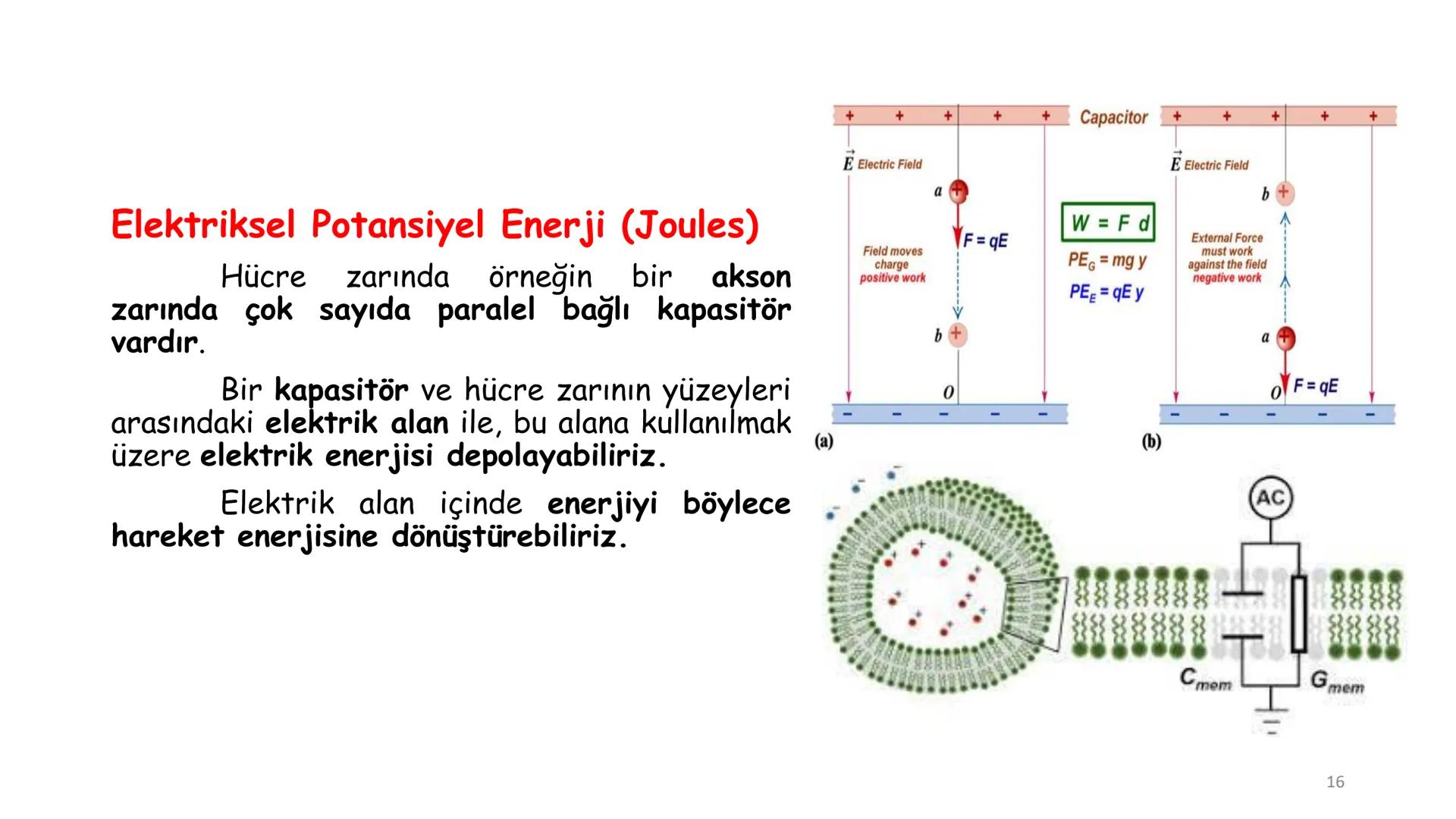 # BİYOFİZİĞE GİRİŞ
Doç. Dr. Nurten Bahtiyar Canlı varlıkların yapı ve işlevleri, tek bir disiplinin
içinden çıkamayacağı kadar karmaşıktır.