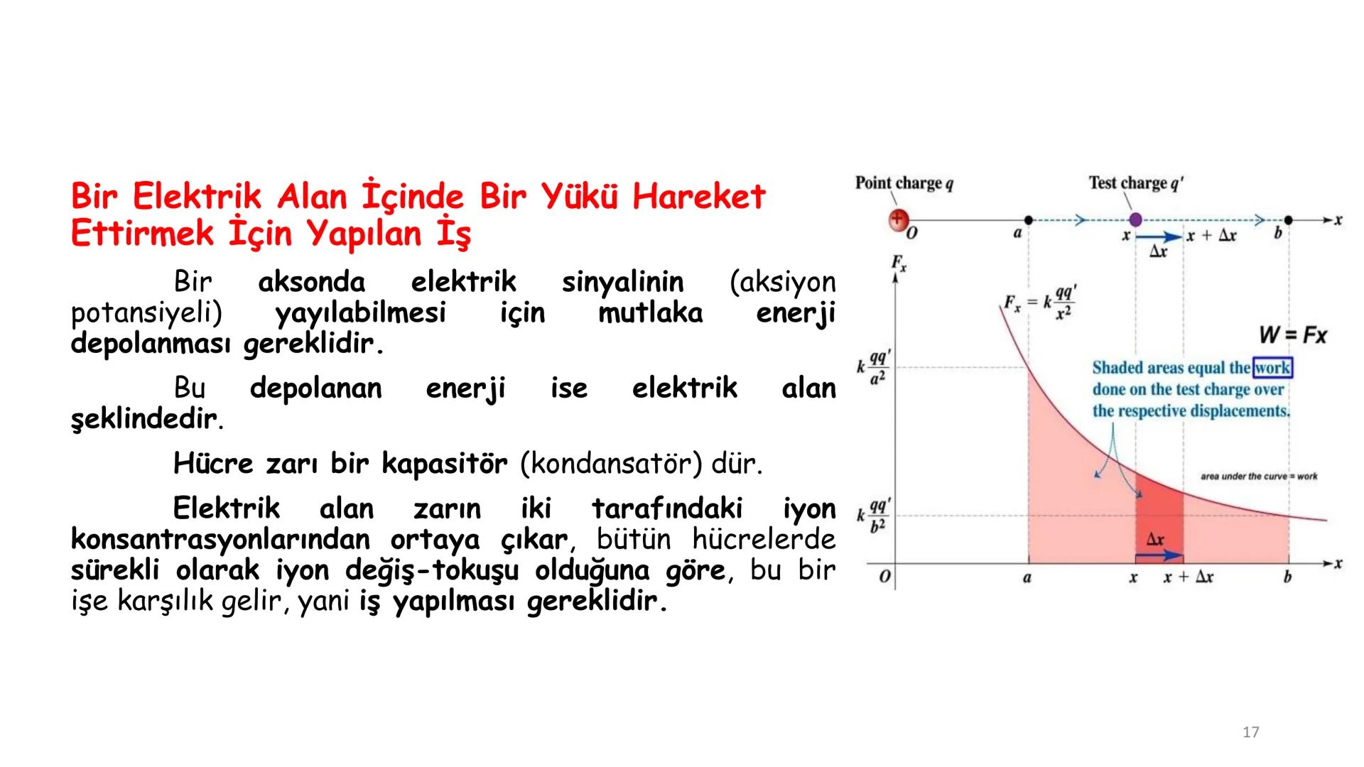 # BİYOFİZİĞE GİRİŞ
Doç. Dr. Nurten Bahtiyar Canlı varlıkların yapı ve işlevleri, tek bir disiplinin
içinden çıkamayacağı kadar karmaşıktır.