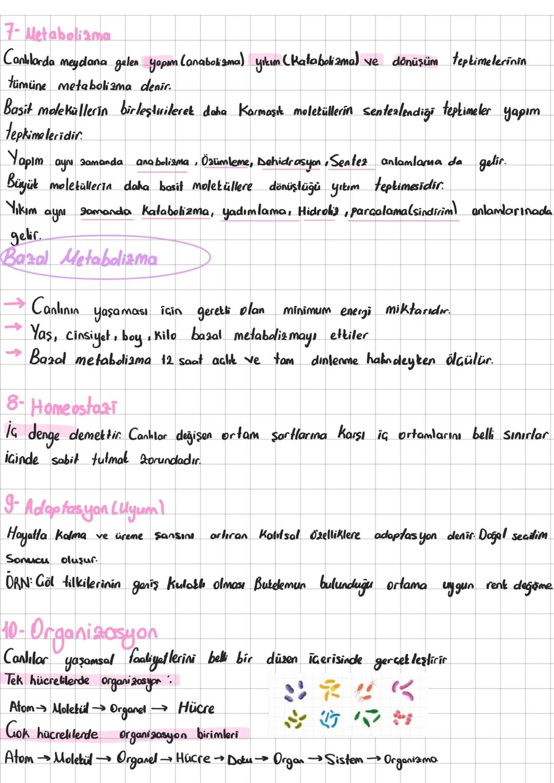 1- Hücresel Yapı
Canlıların Ortak Özellikleri
Hücre Canlıların en Küçük yapısal ve işlemsel birimidir. Bütün canlılar bir veya daha fazla
hü