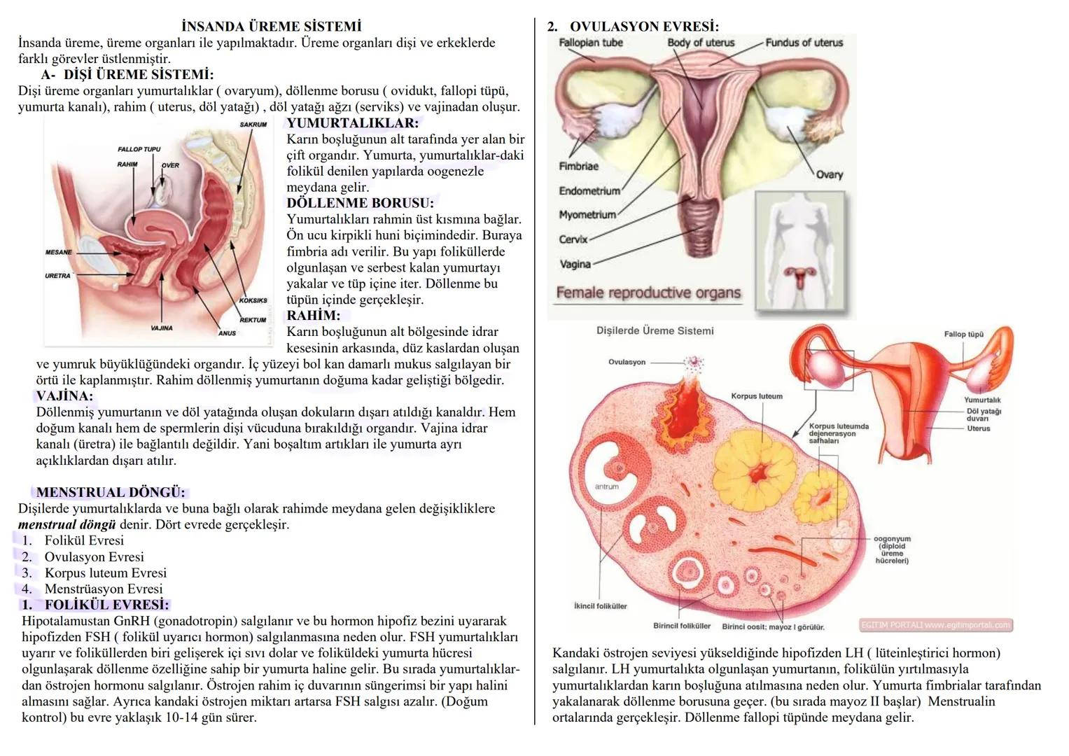 İNSANDA ÜREME SİSTEMİ
İnsanda üreme, üreme organları ile yapılmaktadır. Üreme organları dişi ve erkeklerde
farklı görevler üstlenmiştir.
A-