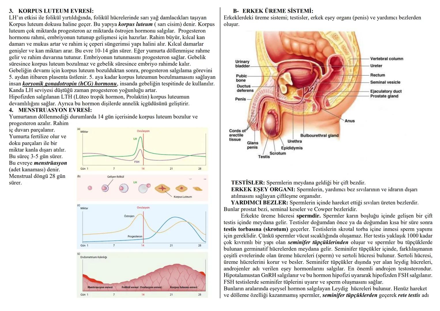 İNSANDA ÜREME SİSTEMİ
İnsanda üreme, üreme organları ile yapılmaktadır. Üreme organları dişi ve erkeklerde
farklı görevler üstlenmiştir.
A-