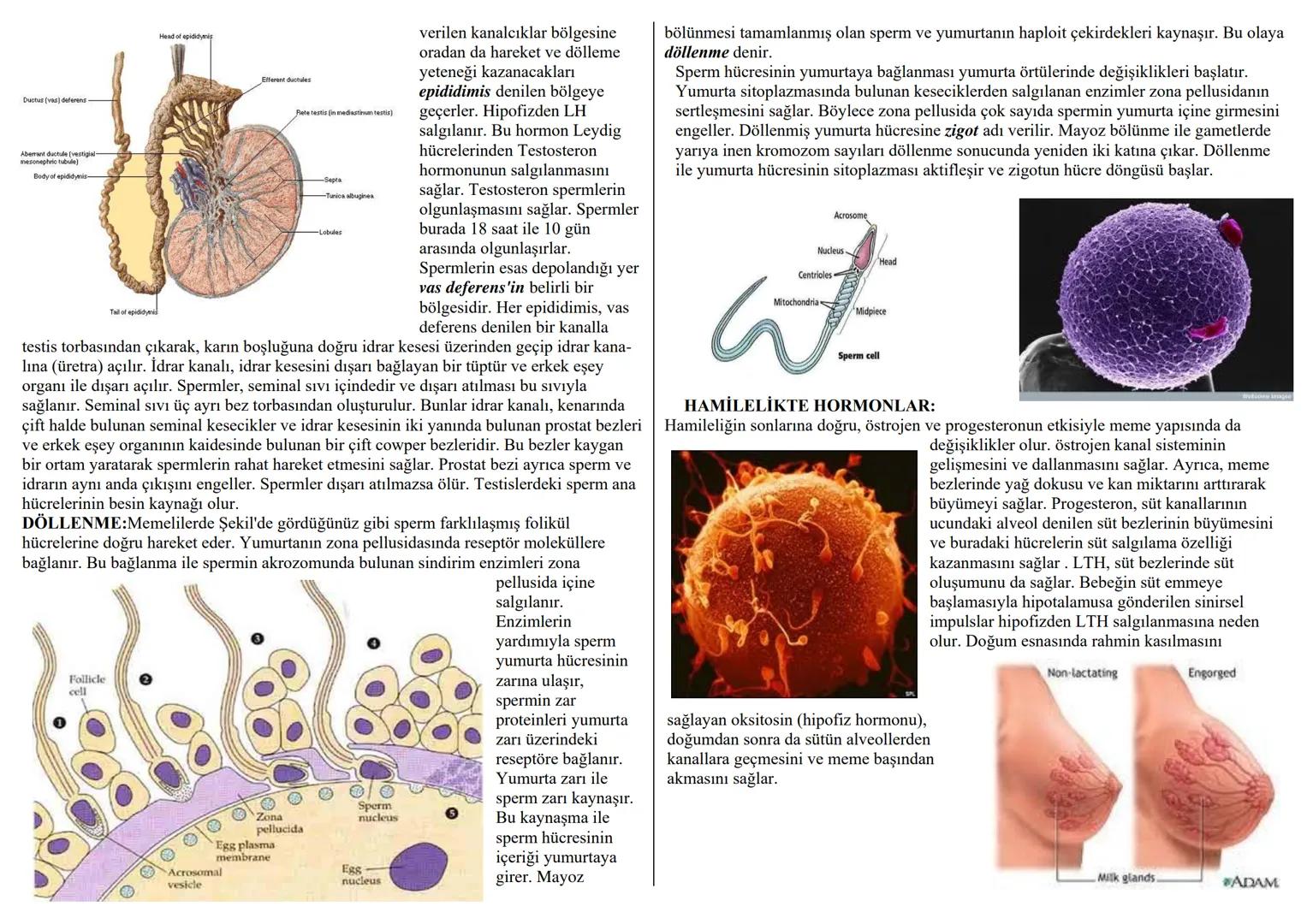 İNSANDA ÜREME SİSTEMİ
İnsanda üreme, üreme organları ile yapılmaktadır. Üreme organları dişi ve erkeklerde
farklı görevler üstlenmiştir.
A-