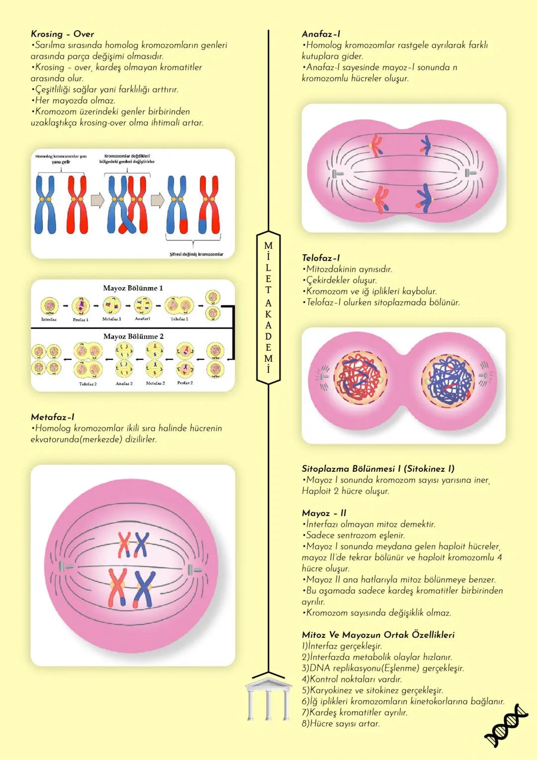 # MİLET AKADEMİ
2024 - 2025 Konu Özetleri
Youtube kanalımıza abone olmayı unutmayın! # MİLLET AKADEMİ
# BİYOLOJİ
# KONU ÖZETİ CANLILARIN O