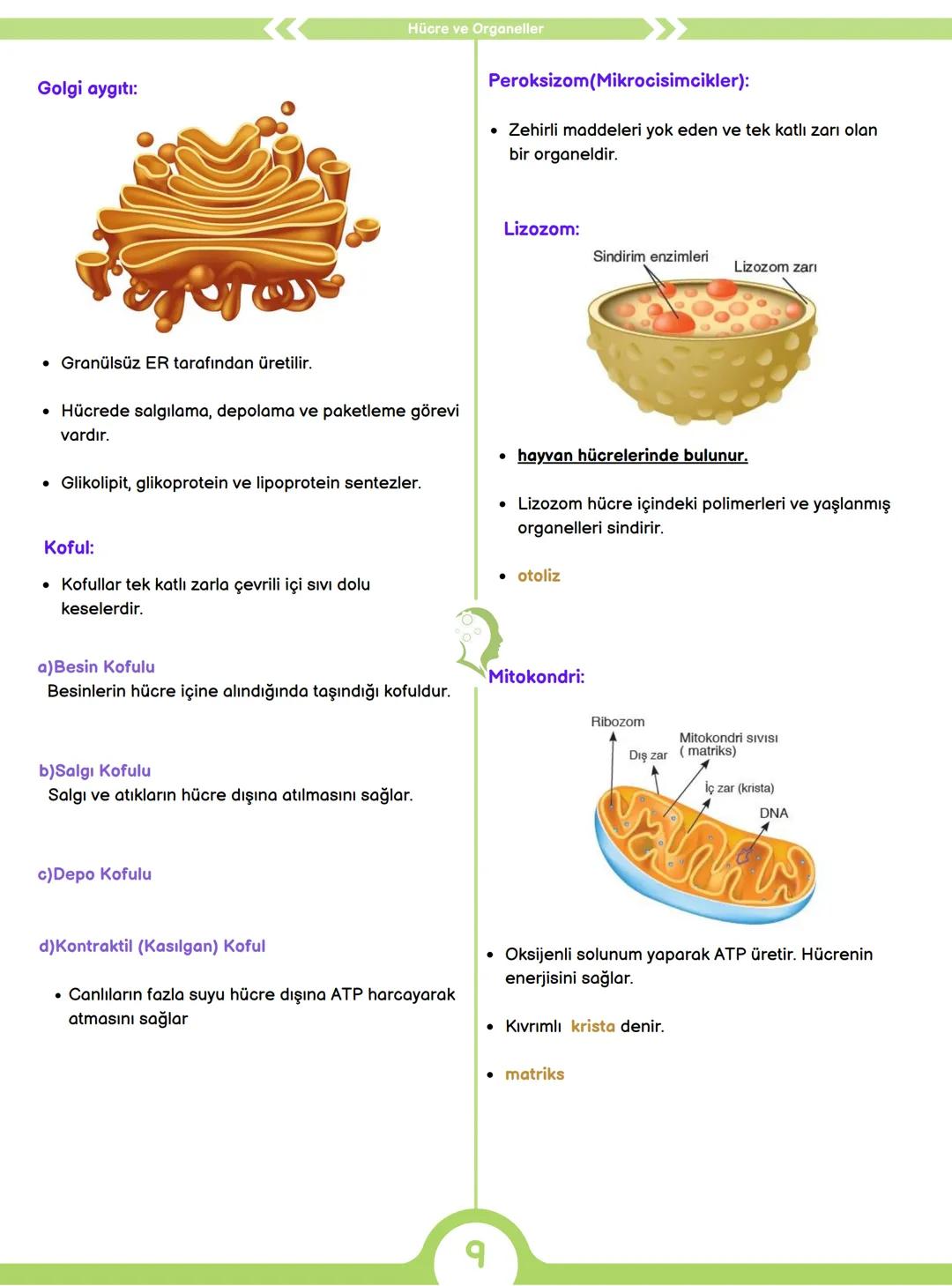 CANLILARIN ORTAK ÖZELLİKLERİ
1) HÜCRESEL YAPI
Tüm canlılar hücrelerden oluşur ve hücresel yapı
gösterir yani hücre canlının yapısal ve işlev