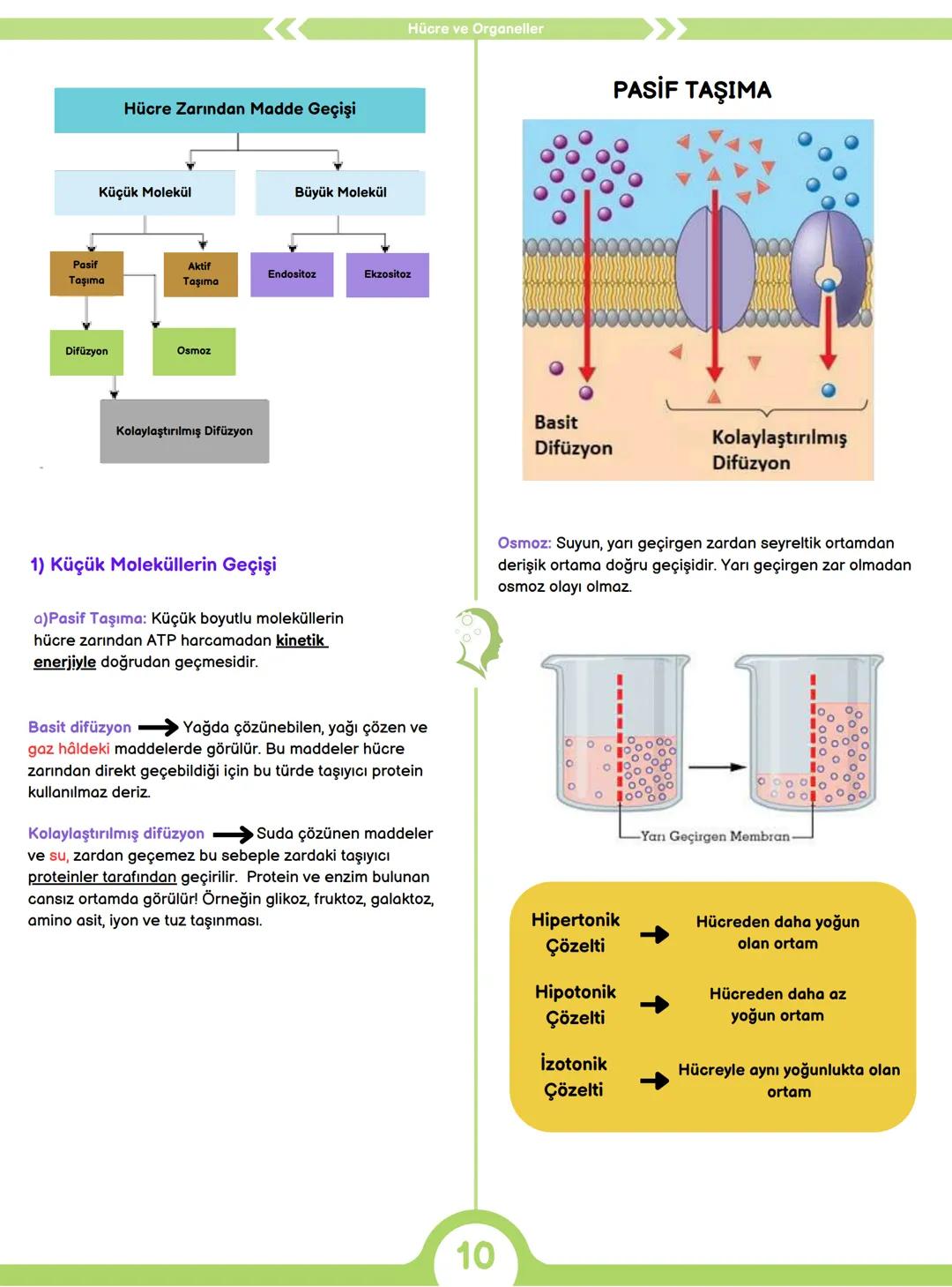 CANLILARIN ORTAK ÖZELLİKLERİ
1) HÜCRESEL YAPI
Tüm canlılar hücrelerden oluşur ve hücresel yapı
gösterir yani hücre canlının yapısal ve işlev